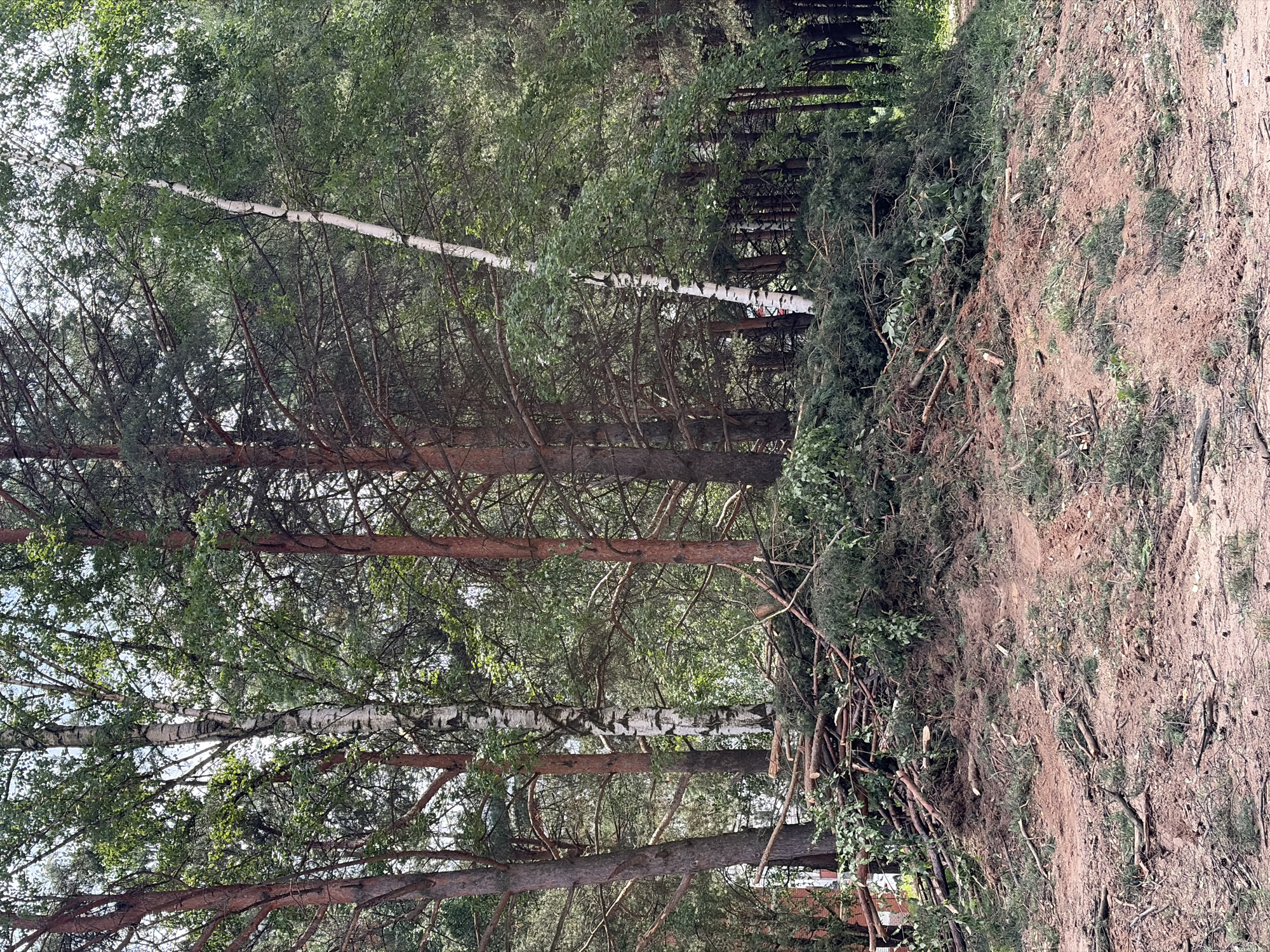The image depicts a pile of felled trees and branches in a wooded area, likely in the city of Chaikovsky, Russia. The foreground is dominated by a mound of sandy soil, scattered with smaller branches, pine needles, and a few pinecones. Behind this mound, a large, irregular pile of cut trees and branches is visible. These appear to be a mix of deciduous and coniferous trees, with visible bark textures and foliage. Several tall trees, including pines and a birch tree with its distinctive white bark, stand in the background, forming a dense forest canopy. The lighting suggests it is daytime, with dappled sunlight filtering through the leaves. No people are visible in the scene. The overall impression is one of recent deforestation or clearing activity.