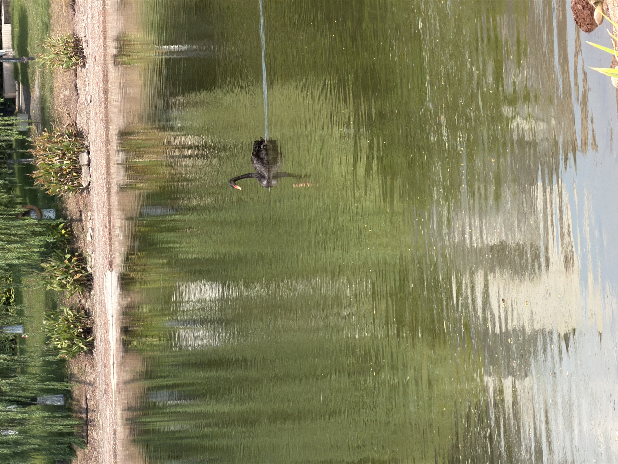 In the city of Jiangjin, China, a black swan swims in a calm, green body of water. The swan is positioned in the right half of the frame, moving from left to right. Its reflection is visible on the water's surface. The background features a shoreline with trees, vegetation, and a sandy area. The overall scene depicts a tranquil natural setting by a body of water.