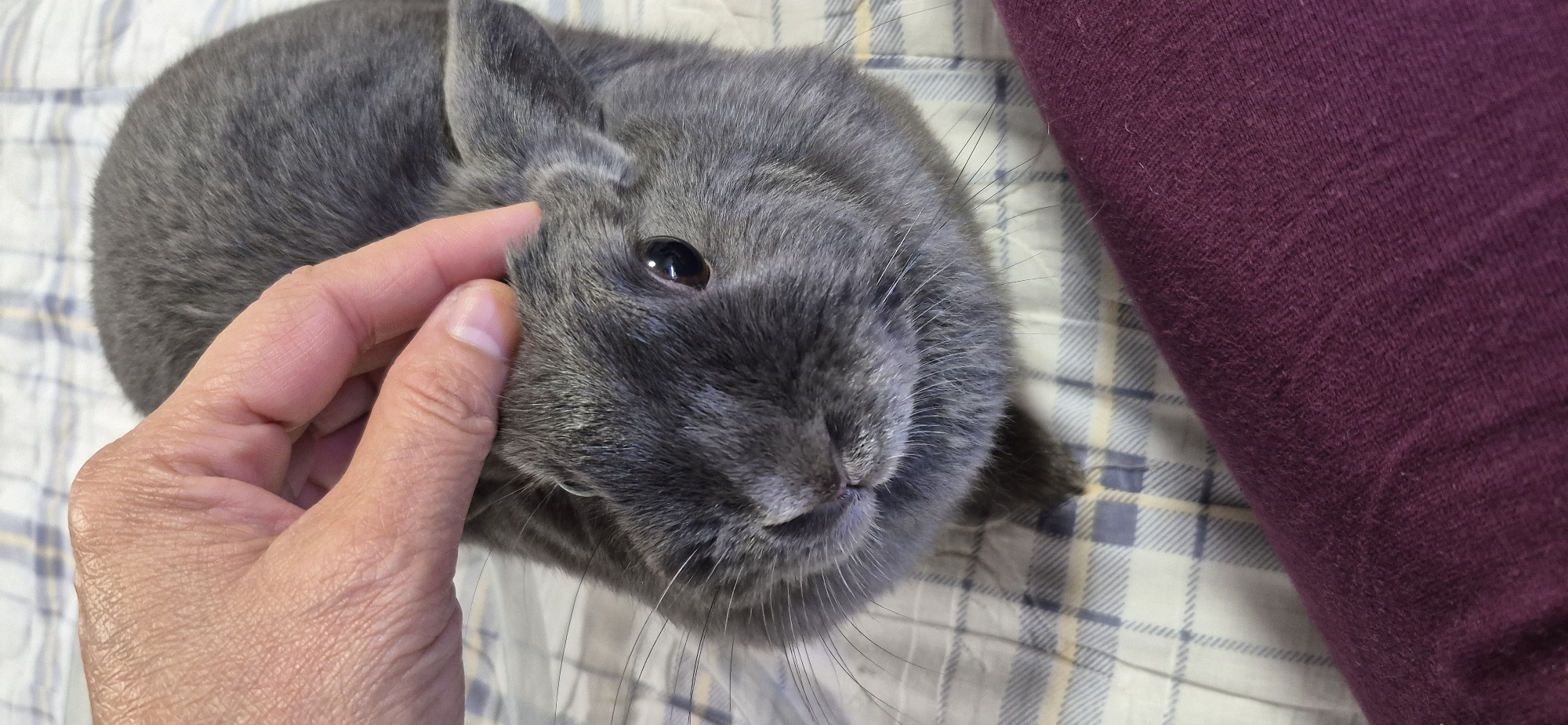 An overhead shot captures a close-up of a gray rabbit being petted by a person's hand. The rabbit's fur is short and dense, with prominent whiskers extending from its muzzle. Its ears are short and rounded, and its dark eyes are visible. The hand, with wrinkled skin and visible fingernails, is gently stroking the rabbit's head. The background consists of a light-colored, checkered fabric, possibly a blanket or bedspread. A portion of a dark purple fabric is visible in the lower right corner of the frame. The scene appears to be indoors. There is no indication of the location in the city of Ussurijsk, Russia.