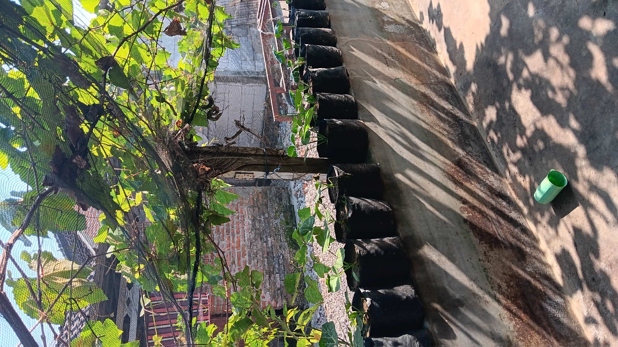 The image depicts an outdoor scene, likely a garden or nursery, in Sonobekel, Indonesia. A row of black grow bags, each containing a small plant, is positioned along a concrete ledge. Above the plants, a wooden post supports a canopy of vines and leaves, partially covered by a green net. The sunlight casts distinct shadows from the foliage onto the concrete wall and ground. In the foreground, on the ground, lies a discarded green plastic tube. In the background, a brick wall and fencing are visible, along with a roofline. The overall impression is one of a simple, functional growing space bathed in sunlight.