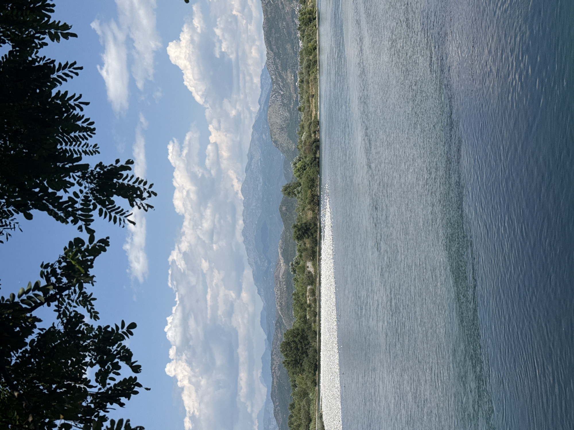 The image depicts a scenic landscape of the Drin River in Bërdicë, Albania. In the foreground, the river's calm, blue water occupies the lower half of the frame. The middle ground reveals a wide, shallow section of the riverbank densely populated with numerous small white birds, appearing as a white carpet along the shore. Beyond the riverbank, a strip of lush green trees and vegetation stretches across the scene, backed by rolling hills covered in green foliage. In the distance, a range of majestic mountains with layered slopes under a partly cloudy blue sky dominates the horizon. Overhanging the top of the frame, the dark green leaves and branches of a tree provide a natural frame for the expansive vista.