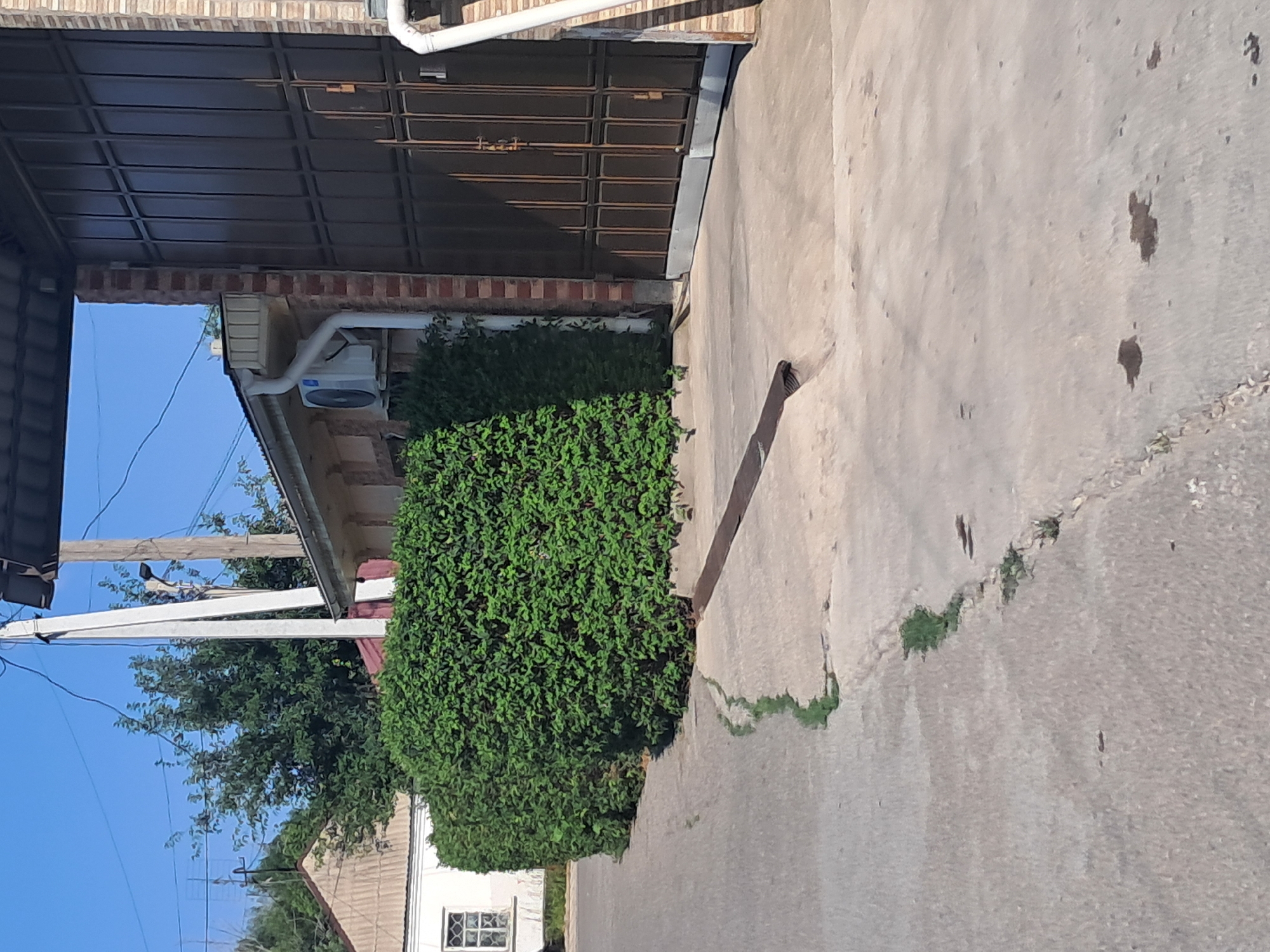A medium shot captures a street scene in Shymkent, Kazakhstan, dominated by a thick green hedge running along the right side of the frame. The hedge is meticulously trimmed and forms a dense barrier, with a sliver of a white building with a latticed window visible behind its left end. To the right of the hedge, a dark metal gate stands tall, its surface marked by a grid pattern and a central latch. Adjacent to the gate, a brick structure serves as a pillar, transitioning into a building with a white downspout and an outdoor air conditioning unit. The foreground consists of a paved surface, appearing to be asphalt or concrete, with a drainage grate positioned within the pavement. Cracks are visible in the pavement, with small patches of green grass emerging from them. The sky above is clear and blue. The scene suggests a residential or commercial area, characterized by its manicured greenery and sturdy entrance.