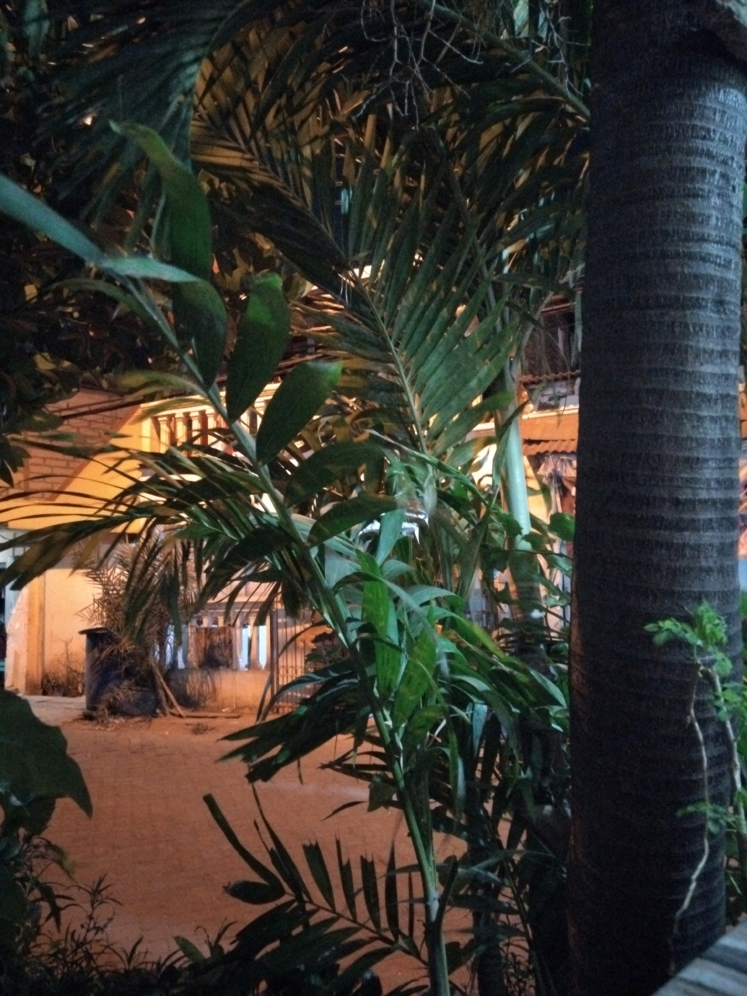 In Kepuh Kiriman, Indonesia, at dusk, a close-up shot focuses on the textured bark of a thick, dark tree trunk on the right, which is partially obscured by lush, green palm fronds in the foreground. These fronds, some with pointed tips, cast shadows and create a dense, tropical atmosphere. In the background, a building with light-colored walls and dark-tiled roofing is visible. The building features a porch area with visible pillars and a dark metal gate. The ground appears to be a mix of dirt and possibly gravel. A large, dark cylindrical object, possibly a water tank or planter, is situated to the left of the frame, surrounded by sparse vegetation. The lighting suggests an outdoor setting, possibly a yard or pathway, illuminated by ambient light sources that create a low-light, evening ambiance.