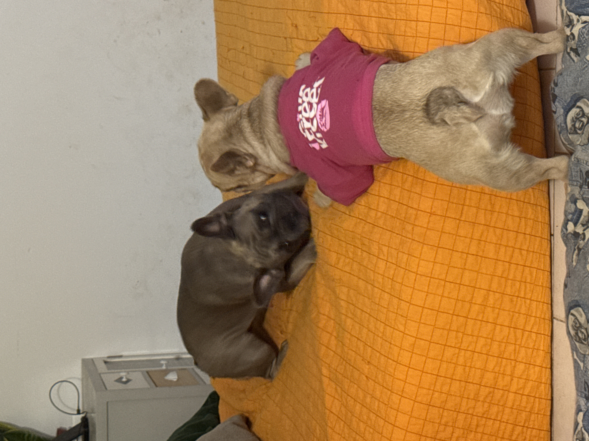 Two French Bulldogs are on an orange quilted bed. One dog, dark gray, is in the background, facing left, with its head down. The other dog, light tan, is in the foreground, facing away from the camera and towards the dark gray dog. The light tan dog is wearing a pink t-shirt with white writing that includes a lip graphic. The background includes a white wall and a gray cabinet with drawers. The floor is covered with a blue and white patterned fabric. There is no discernible information about the location in San Benedetto del Tronto, Italy.