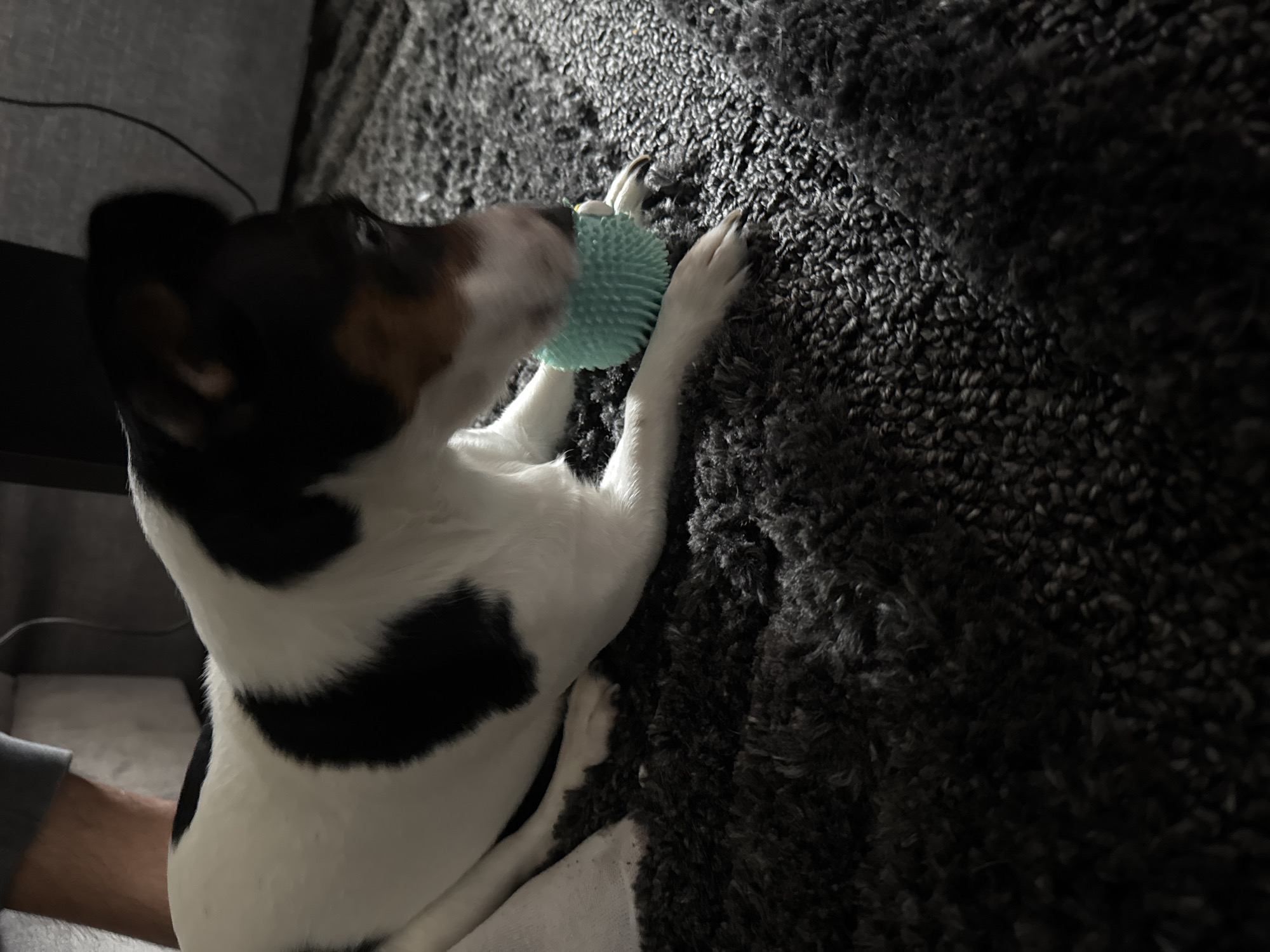 A small dog is lying on a dark gray rug, holding a textured light blue ball in its paws and mouth. The dog has black and white fur with tan markings on its face. A person's arm is visible near the dog. The location is not discernible from the image.