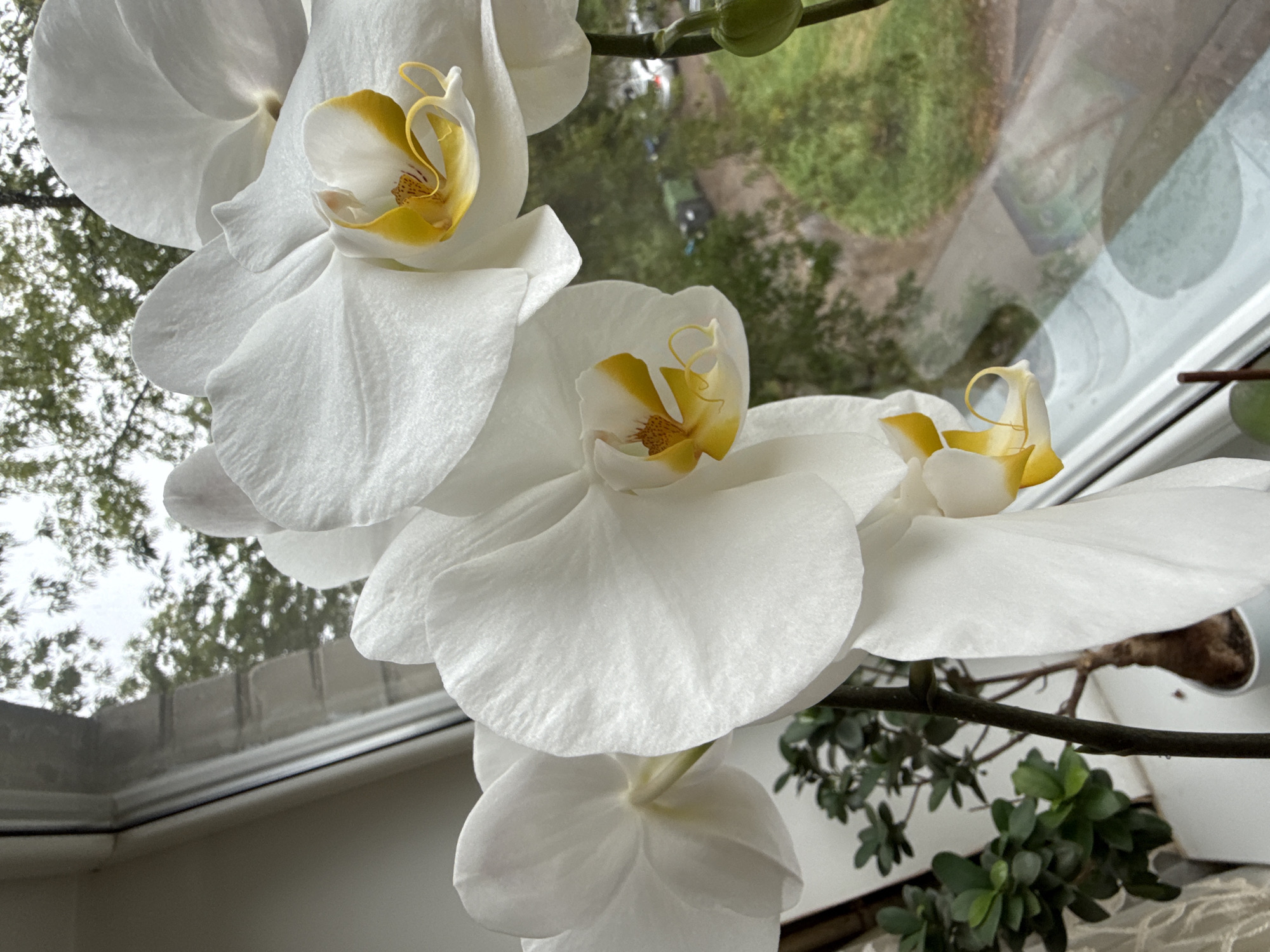 The image shows a close-up of white orchids with yellow centers, blooming on a windowsill. The orchids are in focus, with their delicate petals and intricate inner structures clearly visible. To the left of the orchids, a small green plant in a white pot is partially visible. In the background, through the window, the blurred greenery of trees and the reflection of the sky on the windowpane can be seen. There is a hint of an outdoor scene with a road and some vehicles in the distance. The overall impression is one of domestic tranquility, with the orchids bringing a touch of natural beauty indoors. There are no people in the image. The setting appears to be an indoor space adjacent to a window, looking out onto an outdoor environment. The image does not provide specific information about the city of Rudamina, Lithuania, beyond it being the location where this image was captured.