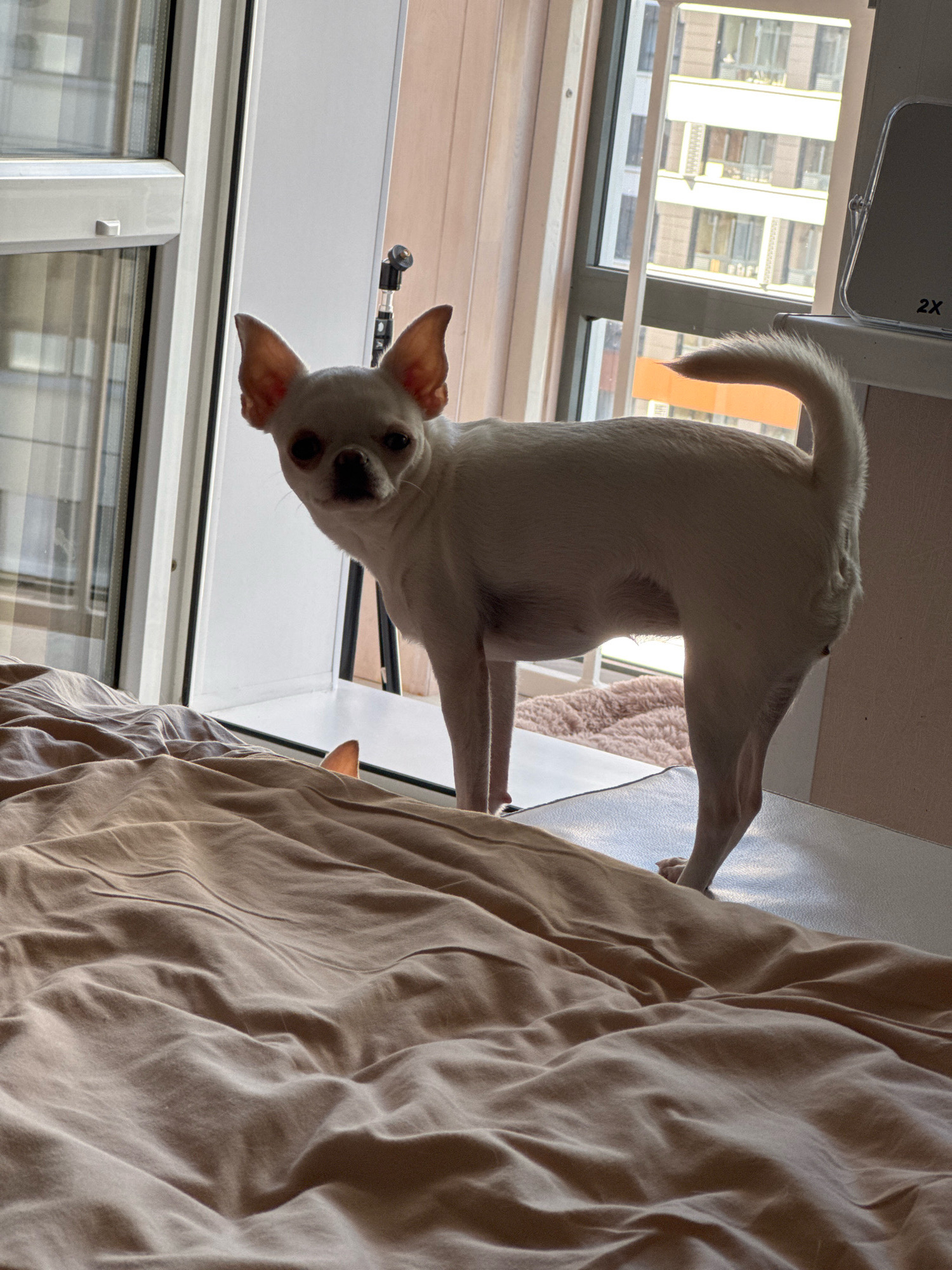 A white chihuahua stands on a surface next to a window. The dog is facing forward with its head turned to the left, looking at the camera. The dog has large ears and dark eyes. The window is open, and the dog is standing on the sill. In the background, there are buildings visible through the window. In the foreground, there is a bed with brown sheets. The scene is indoors, likely in a bedroom, and appears to be daytime. The location is not specified in the image or provided context.
