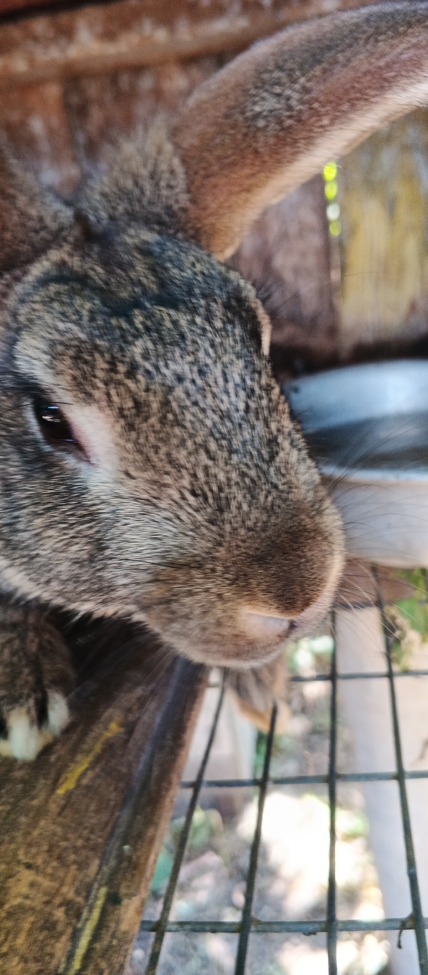 This is a close-up, vertically oriented, outdoor, eye-level shot of a brown rabbit's head. The rabbit is positioned in the center of the frame, facing towards the right. Its fur is a mix of brown and black, with some lighter tan markings around its muzzle. The rabbit's left eye, which is dark brown, is visible. Its nose is light pink. Its ears are long and pointed, and its head is angled downwards. The rabbit is in a cage, indicated by the presence of metal bars in the foreground and background. The background is blurred, but suggests an outdoor environment with some greenery. The image was taken in the city of Smila, Ukraine.