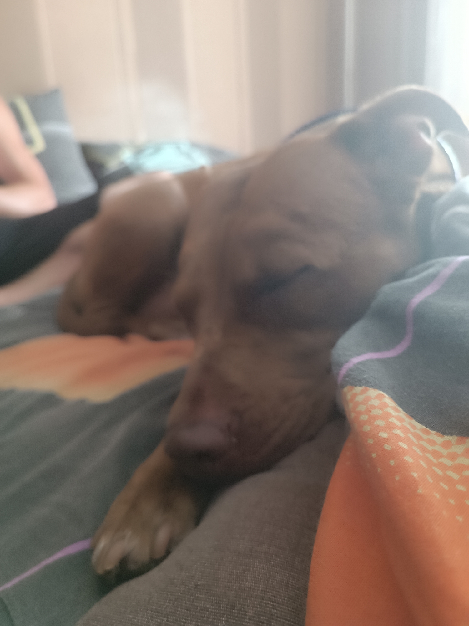 A medium shot captures a brown dog sleeping on a bed, its head resting on a gray and orange patterned blanket. The dog's eyes are closed, and its body is partially obscured by the blanket. The background is blurred, showing hints of pillows and a wall. The lighting suggests it is daytime.