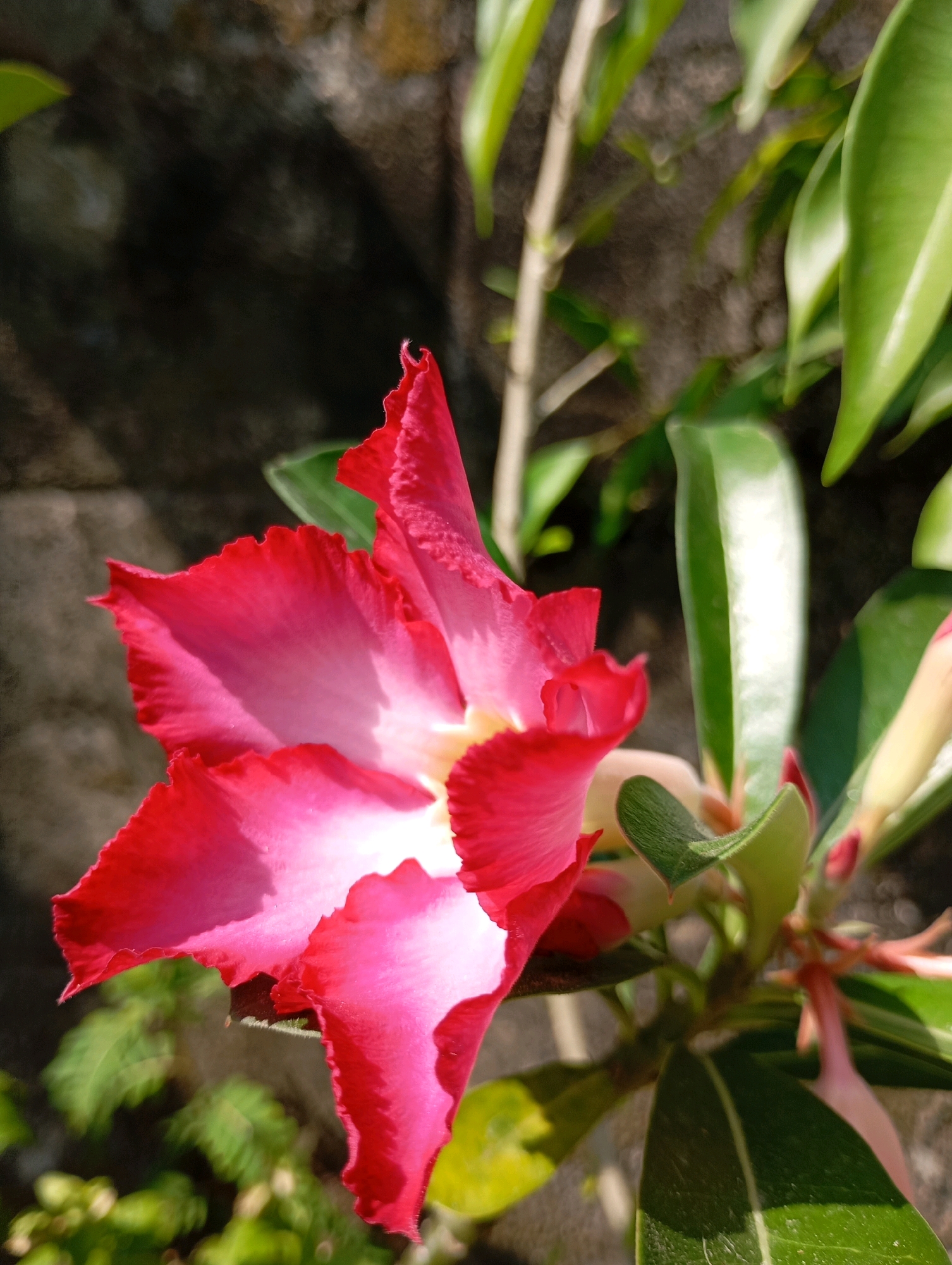 A close-up shot captures a vibrant pink Adenium flower in full bloom, its petals edged with a deeper crimson hue and transitioning to white at the center. The flower is the primary subject, positioned in the foreground and slightly to the left of the frame. Several green leaves surround the flower, some glossy and reflecting light, others softer and more muted. The background consists of a textured, dark gray wall, likely a building facade, with hints of sunlight dappling its surface. The overall impression is of a bright, outdoor setting, possibly a garden or a courtyard, in Balikpapan, Indonesia. The focus is sharp on the flower, with the background softly blurred, creating a sense of depth. No people are present in the image.