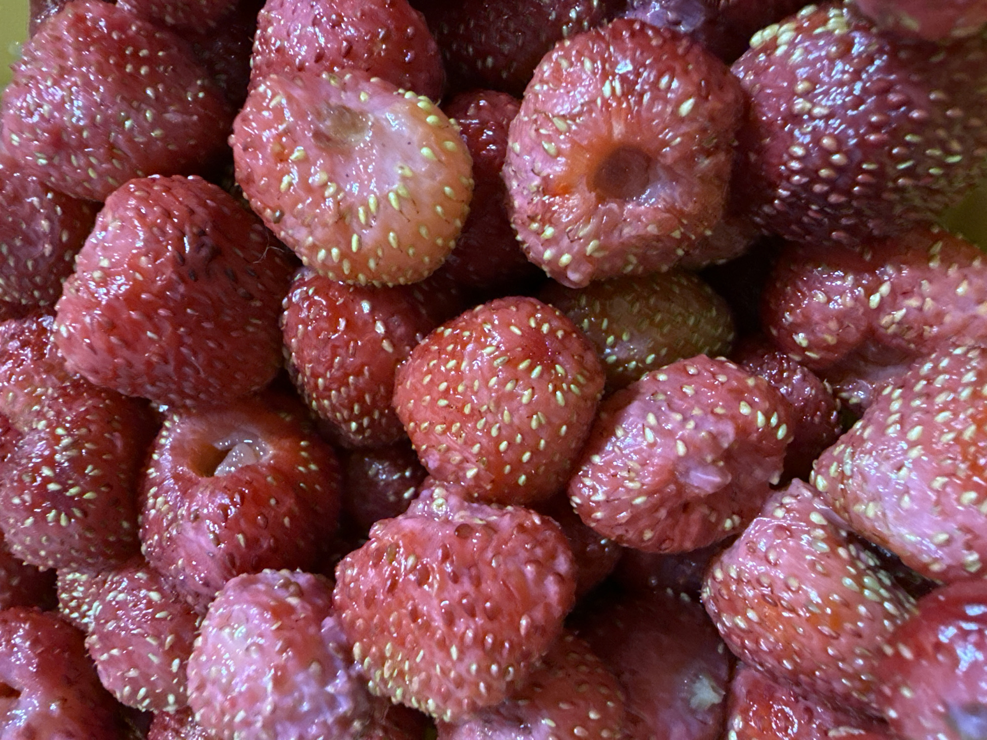 A close-up, overhead shot shows a pile of wild strawberries. The strawberries are small, plump, and a vibrant red color, with many tiny yellow seeds dotting their surfaces. Some of the strawberries are whole, while others appear to be cut in half, revealing their lighter pink interior. The lighting is bright and casts a soft glow on the fruit, making them appear dewy and fresh. There are no visible people, animals, or environmental features, suggesting the image was taken indoors or in a controlled setting. The composition is tightly cropped, focusing solely on the abundance of the strawberries.
