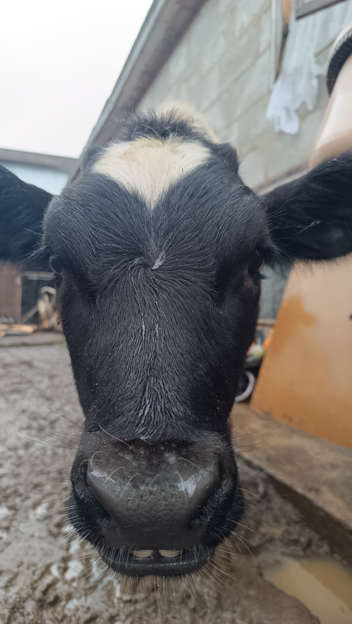 A close-up, eye-level, outdoor photograph captures the head of a young black and white calf. The calf's face is dark, wet fur, with a white marking in the shape of a heart on its forehead. Its nostrils are prominent and dark, with visible whiskers. A few small, lower teeth are visible between its lips. The background is blurred and consists of a muddy, uneven ground, possibly a farmyard, with some wooden structures and a large, light brown object to the right. The image does not contain any information about the city of Karsha, Russia, or any specific identifiable location.