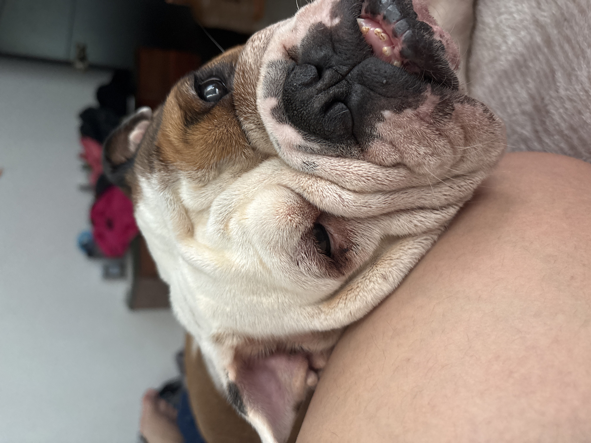 A close-up, indoor shot presents an English Bulldog resting its head on a person's leg. The dog has a white and brown fur pattern, with a wrinkled face and a large, black nose. Some of its teeth are visible. The person's leg is pale, showing fine hairs. The background is blurred, revealing a room with various items out of focus, including what appears to be furniture and a floor. There is no evidence indicating the location in the city of Mexico City, Mexico.