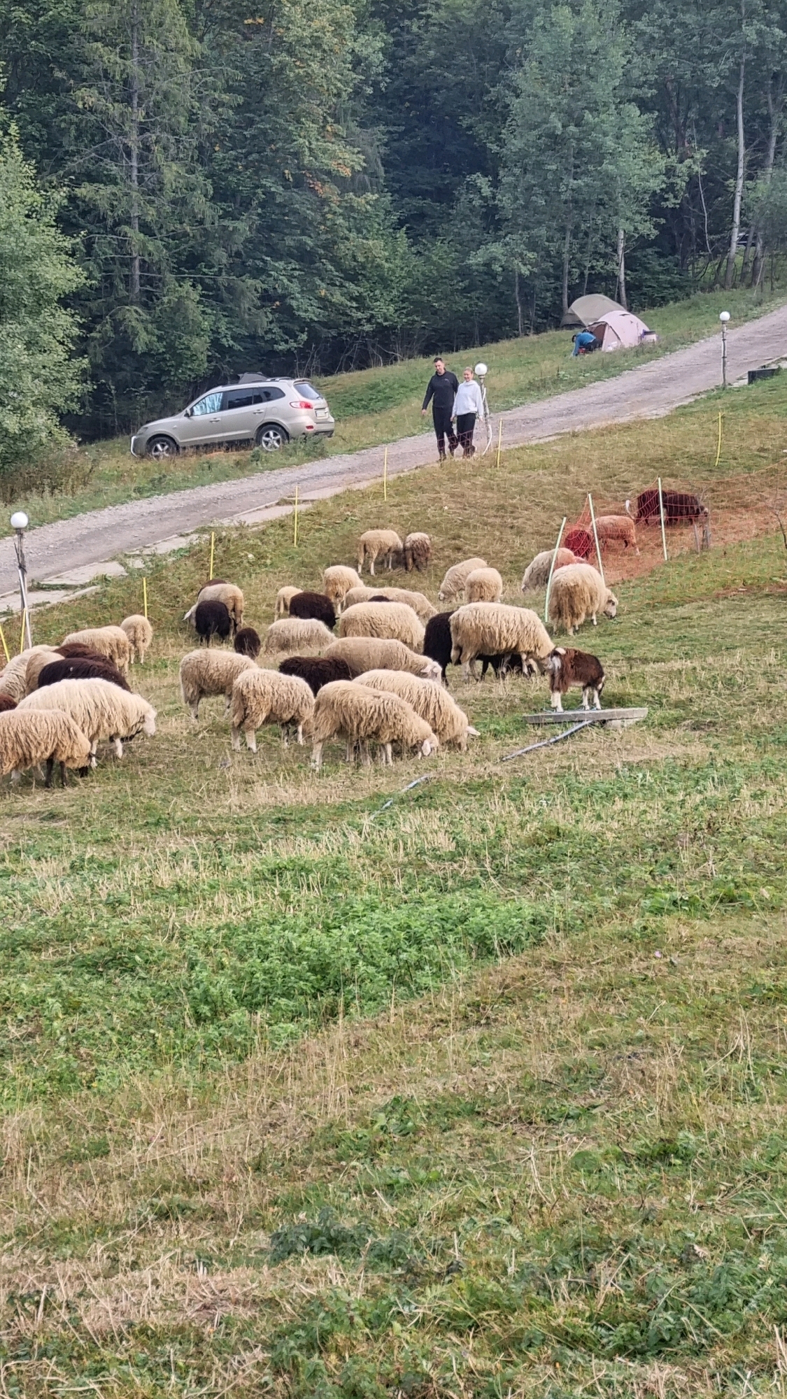 In Izky, Ukraine, a herd of sheep grazes on a grassy hillside. In the background, two people walk along a dirt path, with a silver SUV parked nearby. Further up the hill, tents suggest a camping area. The environment is characterized by lush green trees and vegetation, indicating a rural or mountainous setting.