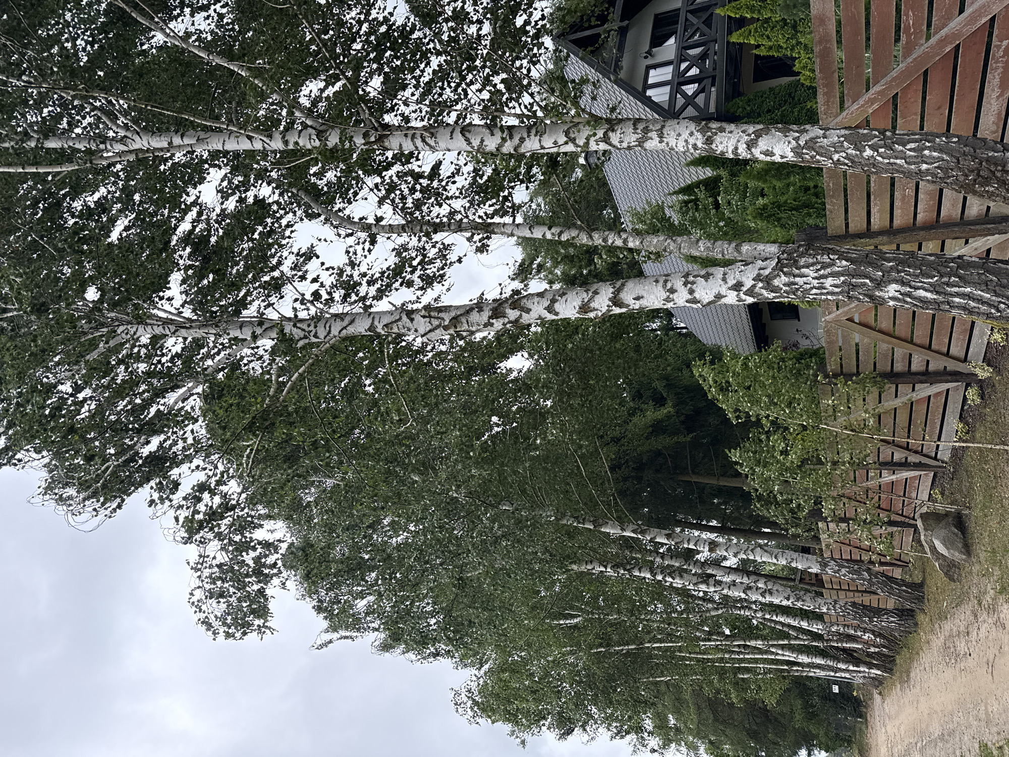 In Kołczewo, Poland, a dirt road runs alongside a row of tall birch trees with white, patterned bark. A rustic wooden fence, constructed from horizontal planks and diagonal supports, borders the road. Behind the fence and trees, a modern house with a dark roof, white siding, and black trim is partially visible, featuring a balcony with a black railing. The sky is overcast, and the overall scene suggests a natural, residential setting.