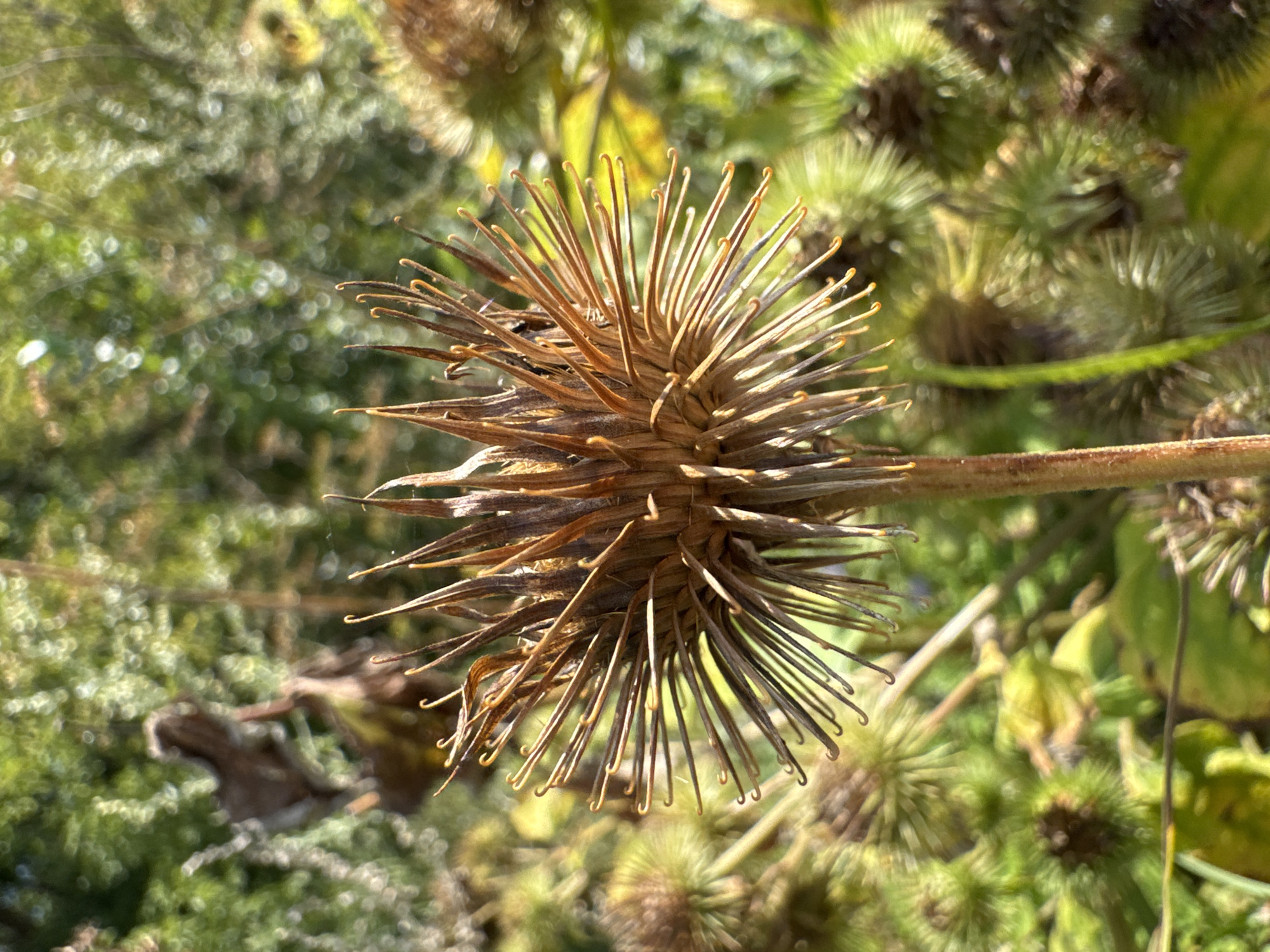 The image shows a close-up of a dried thistle head with numerous spiky protrusions, set against a blurred background of green foliage and sunlight. The thistle head is brown and appears to be past its blooming stage, with its seeds likely dispersed or contained within the dried structure. Other similar, but less distinct, thistle heads are visible in the background, some appearing greener and more recently formed. The scene is outdoors, bathed in natural light, suggesting a garden or natural environment. The location is identified as Ufa, Russia, a city known for its parks and natural areas. There are no people or animals visible in the image, and no discernible actions or interactions are taking place. The focus is entirely on the botanical subject.