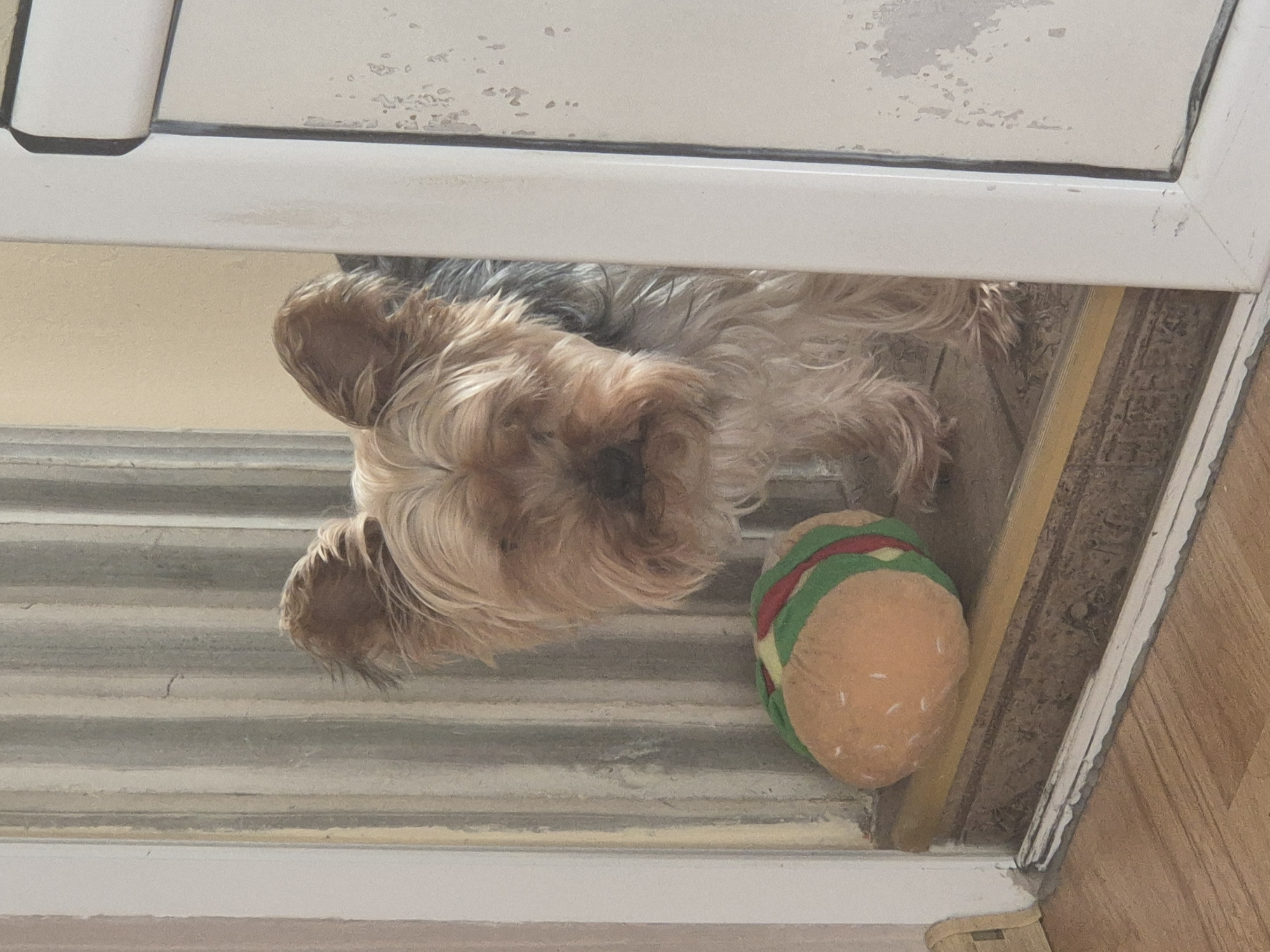 A tan Yorkshire Terrier dog lies on grey metal grating near a stuffed hamburger toy. The scene appears to be indoors, near a white frame and wooden floor. Location in Pavlikeni, Bulgaria is unknown.