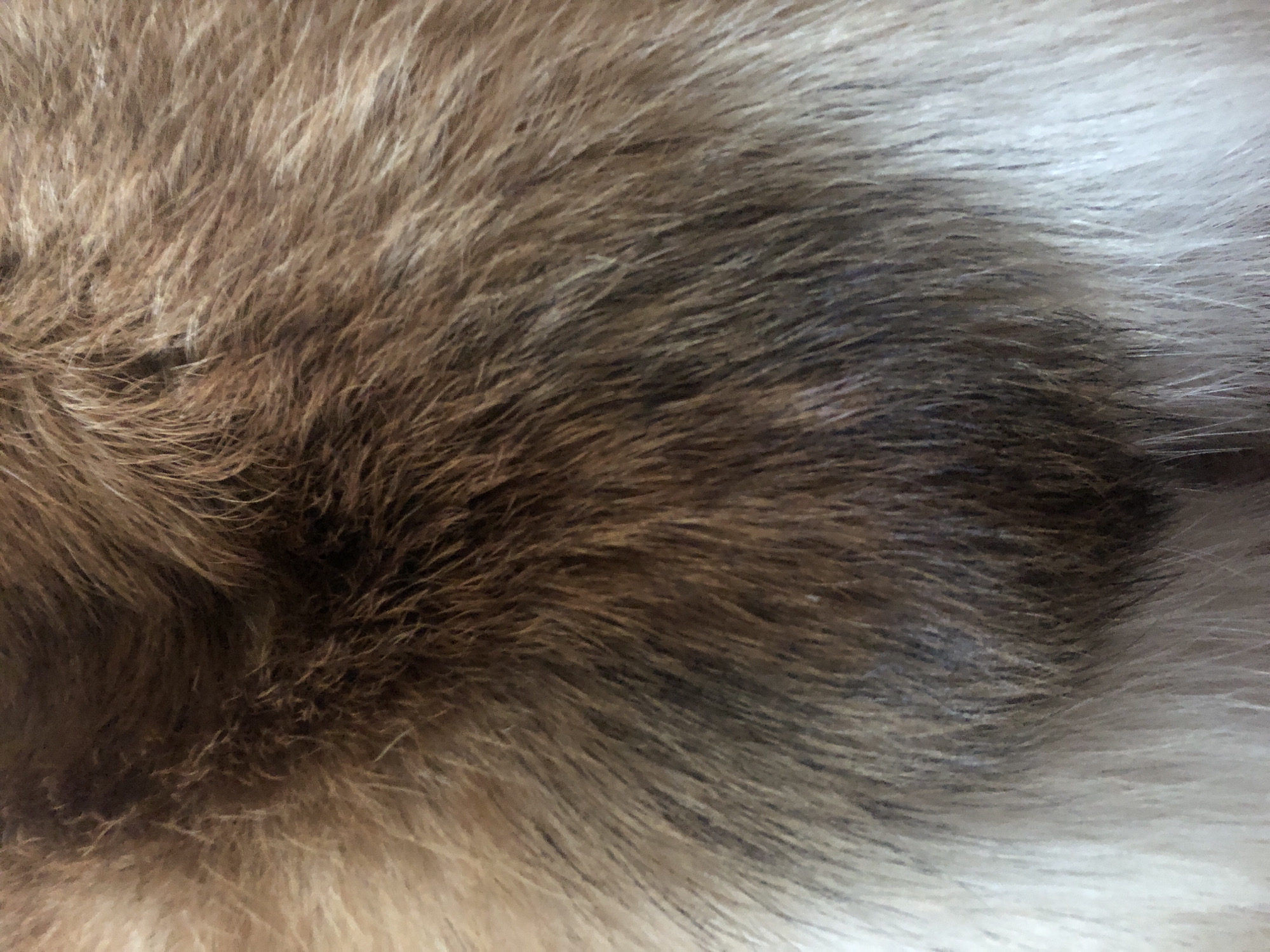 The image shows a close-up view of animal fur. The fur has a mix of brown, tan, and white colors, with some darker brown or black patches. The fur appears to be thick and textured. The lighting suggests it is natural light. There are no people, objects, or environmental details visible that would indicate a specific location in a city.