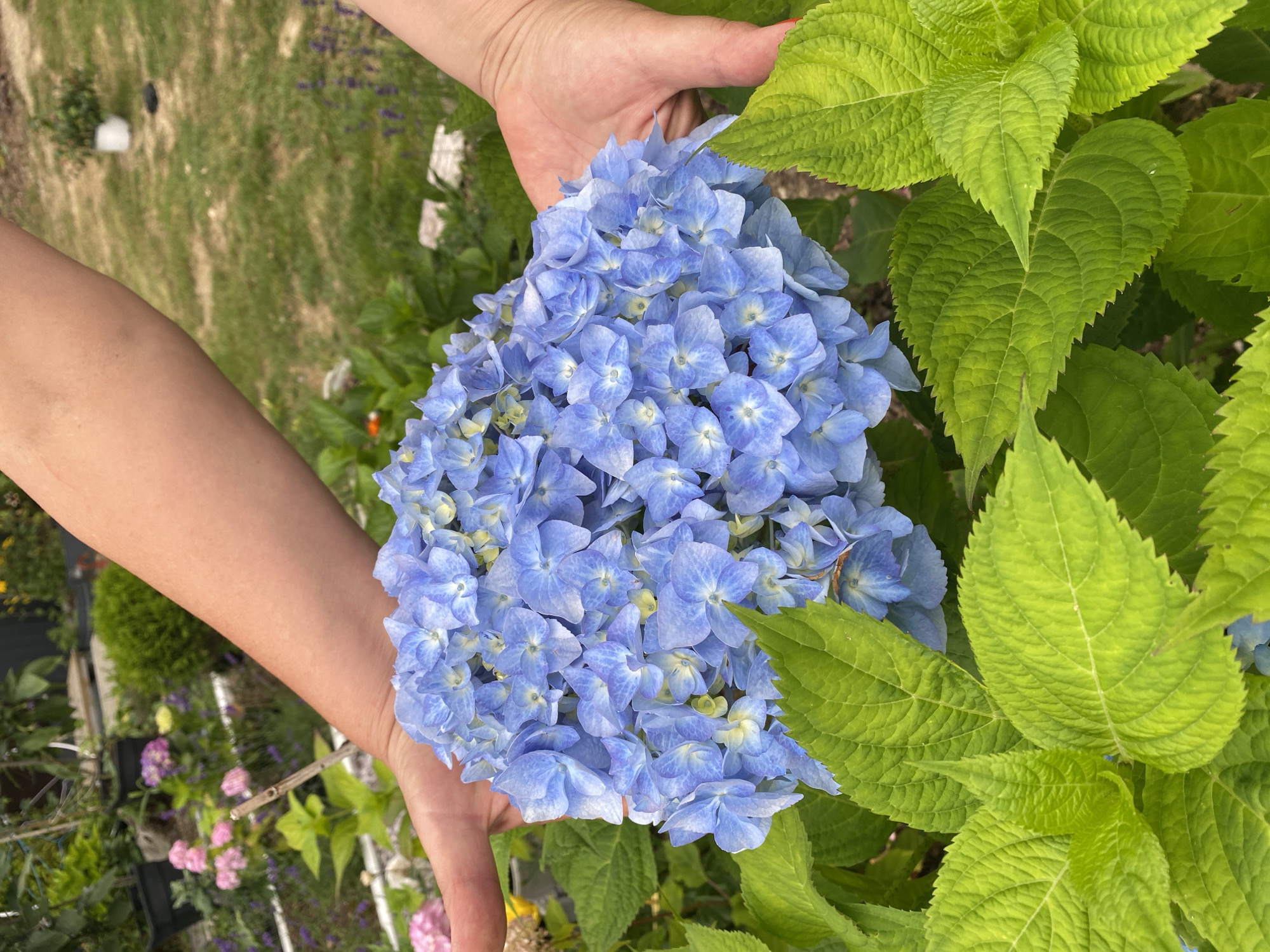 In an outdoor setting, likely a garden in Tret'ya Pad', Russia, a large cluster of vibrant blue hydrangea flowers is the central focus. The bloom is cradled between two human hands, which are positioned on either side, gently holding the flower. The hands are light-skinned and appear to be those of an adult. The background is softly blurred, revealing hints of lush green foliage, other garden plants including some with pink flowers, and what appears to be a grassy area with some potted plants and a white pot in the distance. The overall impression is of a close-up, tender moment of appreciating nature's beauty.