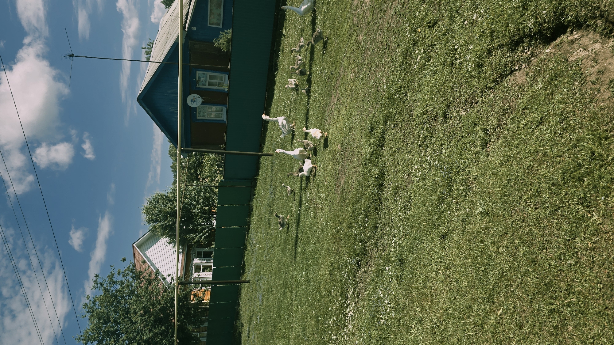A flock of geese, including several adults and goslings, are gathered on a grassy yard in Kzyl-Chishma, Russia. The geese are predominantly white with some grey and brown coloring on the goslings. They are scattered across the lawn, with some standing, some walking, and some pecking at the grass. In the background, a green wooden fence encloses the yard. Beyond the fence, two houses are visible: one with a white exterior and a red-tiled roof, and another with a blue exterior and a corrugated metal roof. Trees and foliage are abundant around the houses. The sky is blue with scattered white clouds, and the scene is illuminated by bright sunlight. There are no people or vehicles visible in the image.