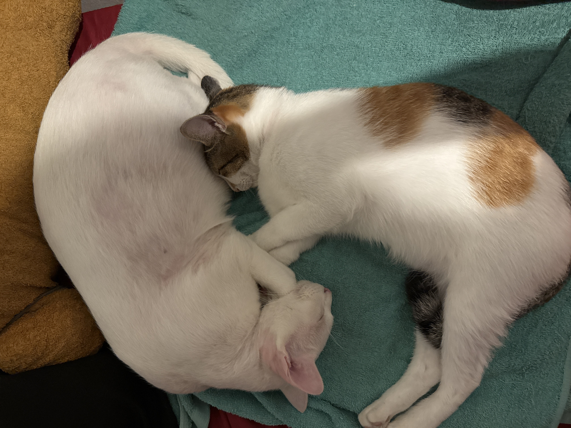 Two cats are sleeping on a teal-colored blanket. The cat in the foreground is a calico with white, orange, and black patches. Its head is turned to the right, and its eyes are closed. Its body is stretched out, and its legs are extended. The cat in the background is white with pink ears and eyes that are closed. It is curled up, and its head is tucked into its body. The cats are positioned close together, and their tails are touching. The blanket is laid out on a flat surface, possibly a bed or a couch. In the background, there are blurry objects that appear to be pillows or cushions, one of which is a textured brown material. The lighting in the image suggests it was taken indoors, possibly in the evening or at night, due to the soft, diffused light and the overall dark tones of the environment. The scene depicts a moment of peaceful rest and companionship between the two animals. The location is specified as ตำบลเกาะพะงัน, Thailand.