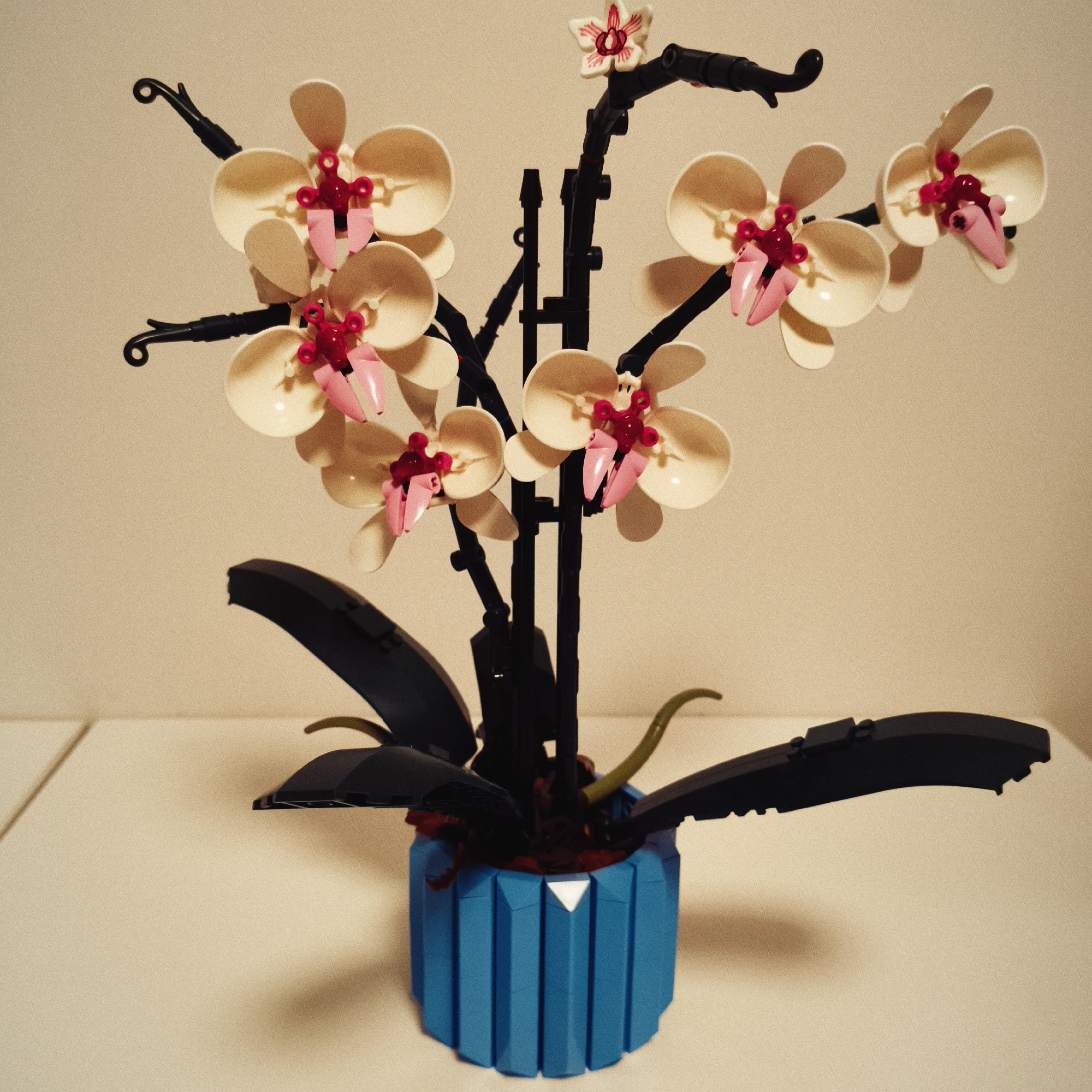 A close-up shot features a Lego Orchid plant set in a bright blue pot on a white surface, with a beige wall in the background. The plant has multiple cream-colored flowers with pink and red accents. The stems and leaves are black, with green accents in the pot. The blue pot has vertical lines and a white triangle detail. The lighting is soft, creating shadows and highlights on the plant and surface. No people are visible in the frame. There is no evidence in the image to suggest a location in Chaikovsky, Russia.