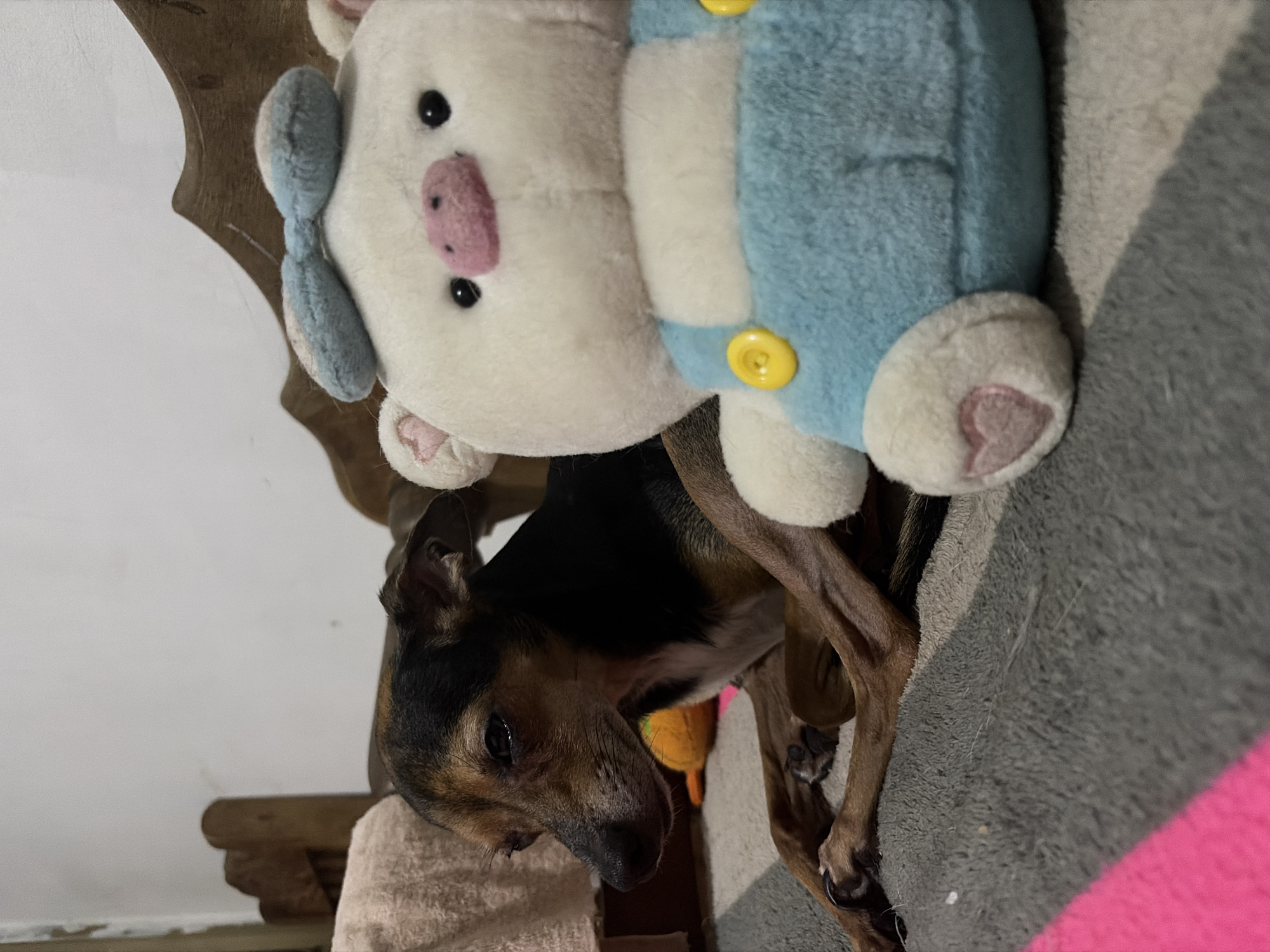 A black and brown dog is nestled under a stuffed pig toy with a blue bow and overalls in what appears to be a pet bed. The background consists of a light-colored wall and wooden furniture. The location is unknown, and there is no information to suggest it is in Ciudad Guayana, Venezuela.