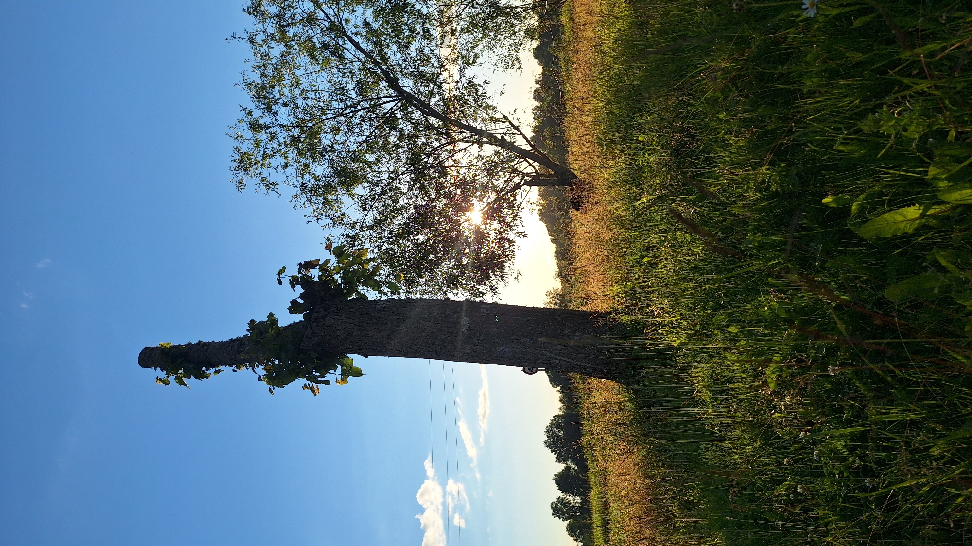 This is a landscape image taken outdoors, likely in a rural or park setting, with a focus on trees and vegetation. The composition is dramatic, with the image oriented vertically, making the trees appear to reach upwards from the bottom of the frame.
The foreground is dominated by the trunk of a substantial tree, which appears to have been trimmed or partially felled, with new growth emerging from its upper section. Behind this tree, another tree with a fuller canopy is visible. The sun is positioned behind this second tree, creating a bright lens flare and casting rays of light through the leaves.
The background consists of a field of tall grass and vegetation, bathed in the warm light of either sunrise or sunset. A line of trees forms a distant horizon. The sky is a clear, bright blue, with a few wispy clouds. The overall impression is one of natural beauty and tranquility, with the setting sun or rising sun creating a peaceful and perhaps slightly melancholic atmosphere. There are no people or animals visible in the image. The only discernible object, other than the natural elements, is a small, round, dark object attached to the trunk of the main tree, possibly a marker or a small sign, but no text is legible. The time of day is clearly indicated by the low angle of the sun and the warm lighting. The weather appears to be clear and sunny.