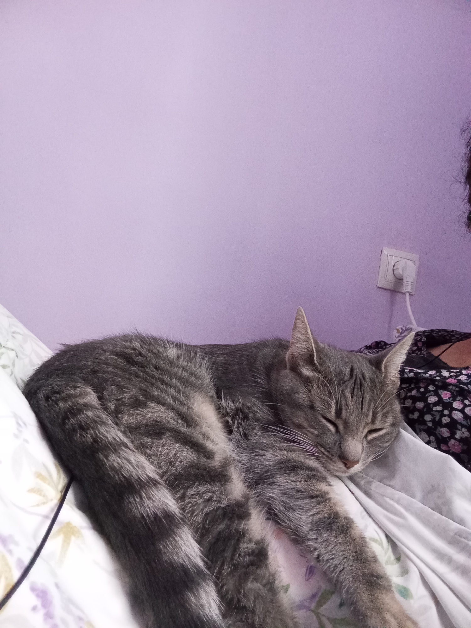 A gray tabby cat sleeps curled up on a bed with a white floral patterned sheet. The cat is positioned on top of the covers and extends its front paw towards the right side of the frame. Behind the cat is a purple wall with a white electrical outlet. Part of a person wearing a black floral-patterned top is visible on the right edge of the image. The location cannot be confirmed to be Baksan, Russia.
