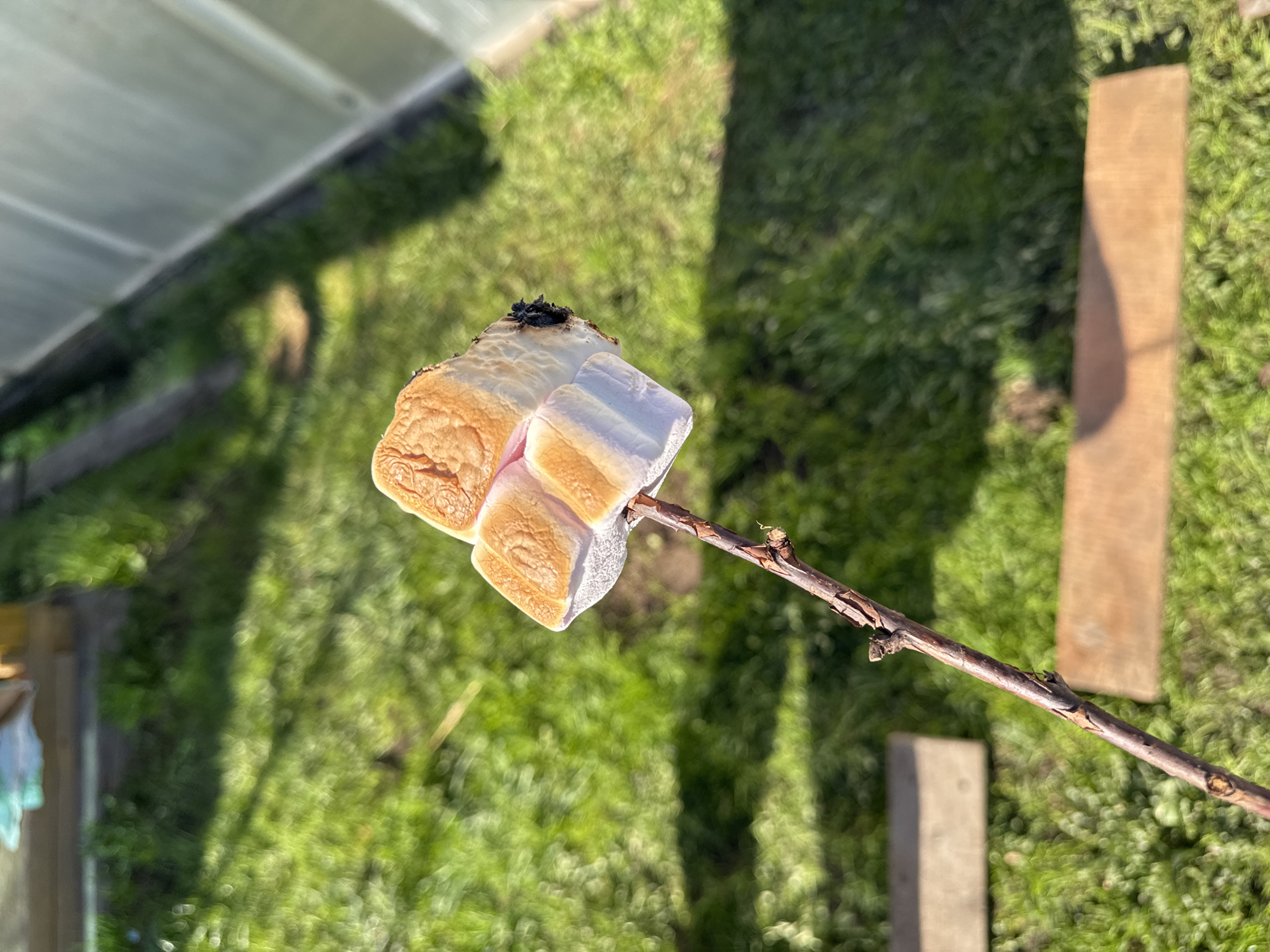The image shows a toasted marshmallow on a stick held up against a background of grass and some structures. The marshmallow has a brown, toasted exterior on some sides and white, fluffy parts on others. A piece of black ash or burnt matter is visible on the top of the marshmallow. The stick is a thin, brown twig. The background consists of green grass, a wooden plank, a concrete block, and part of a greenhouse-like structure. The location in the city of Бородулино, Russia, cannot be confirmed based on the visual information provided.