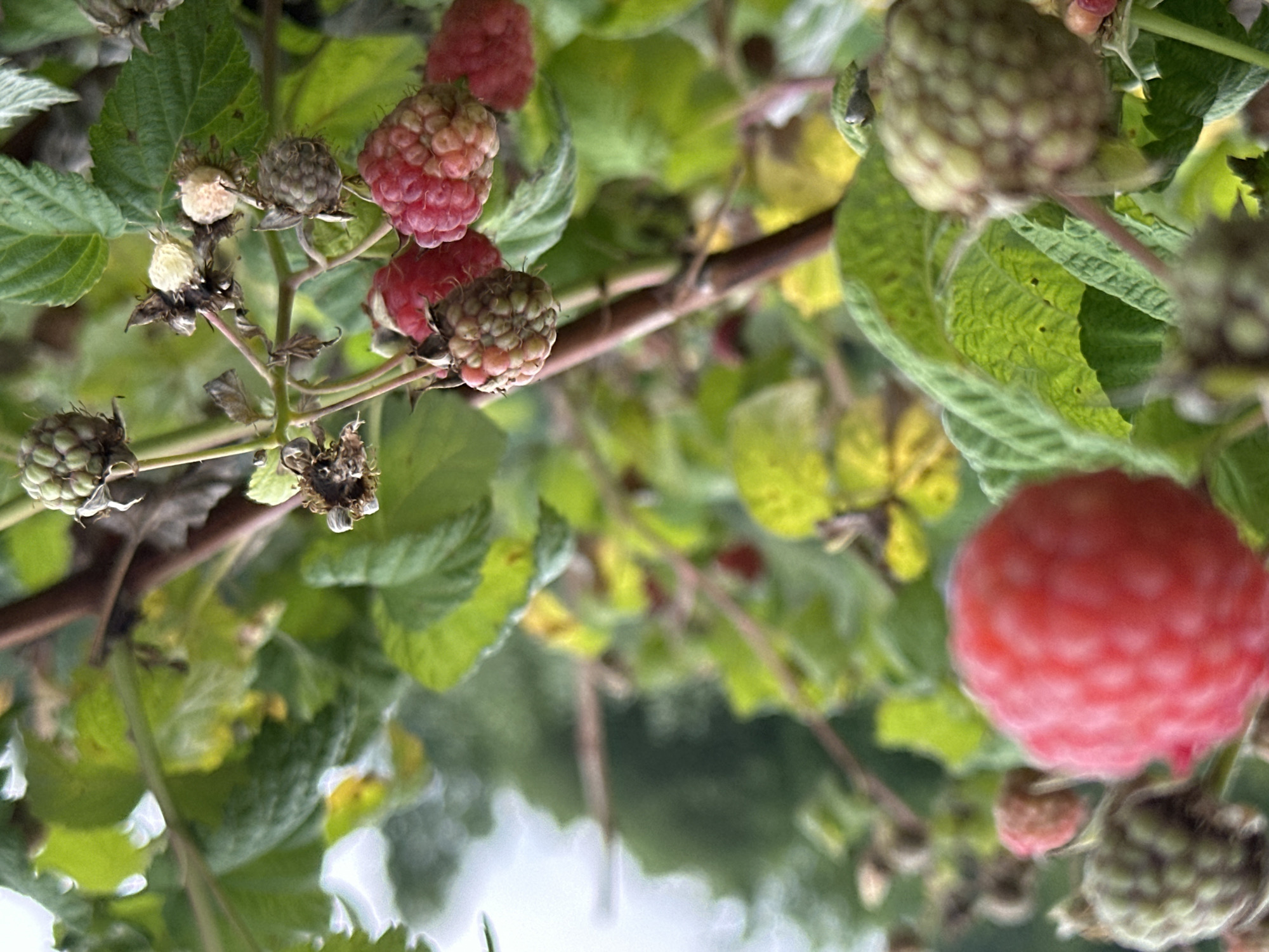 The image displays a close-up view of a raspberry bush with several ripe and unripe berries. A prominent, bright red raspberry is in sharp focus in the foreground on the left. To the right, a cluster of raspberries shows varying stages of ripeness, from green to pink to red. Some dried husks and leaves are also visible on the branches. The background is a blur of green foliage and a hazy sky, suggesting an outdoor setting. The scene is a natural environment, likely a garden or wild growth, and contains no people or specific human-made structures, though it is identified as being in Novogorbovo, Russia. The lighting is soft and diffused, indicating an overcast day or a shaded area.