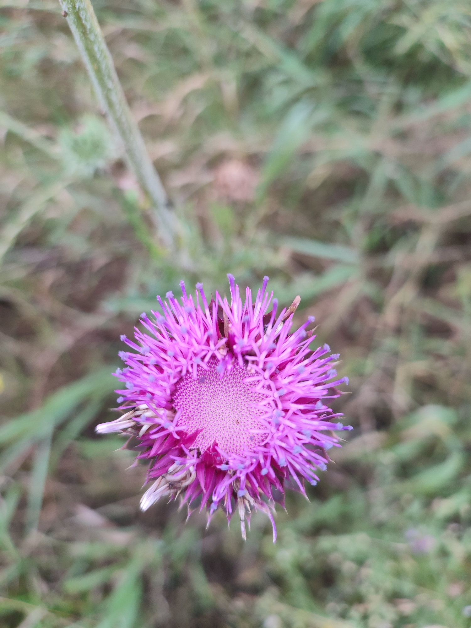 A single purple thistle flower is in sharp focus in the foreground, its spiky petals radiating outwards. The flower's center is a textured, pale purple disk dotted with tiny florets. Behind the flower, the background consists of blurred green and brown foliage, suggesting a natural outdoor setting. The image does not provide any information or context related to the city of Филимоновская, Russia.