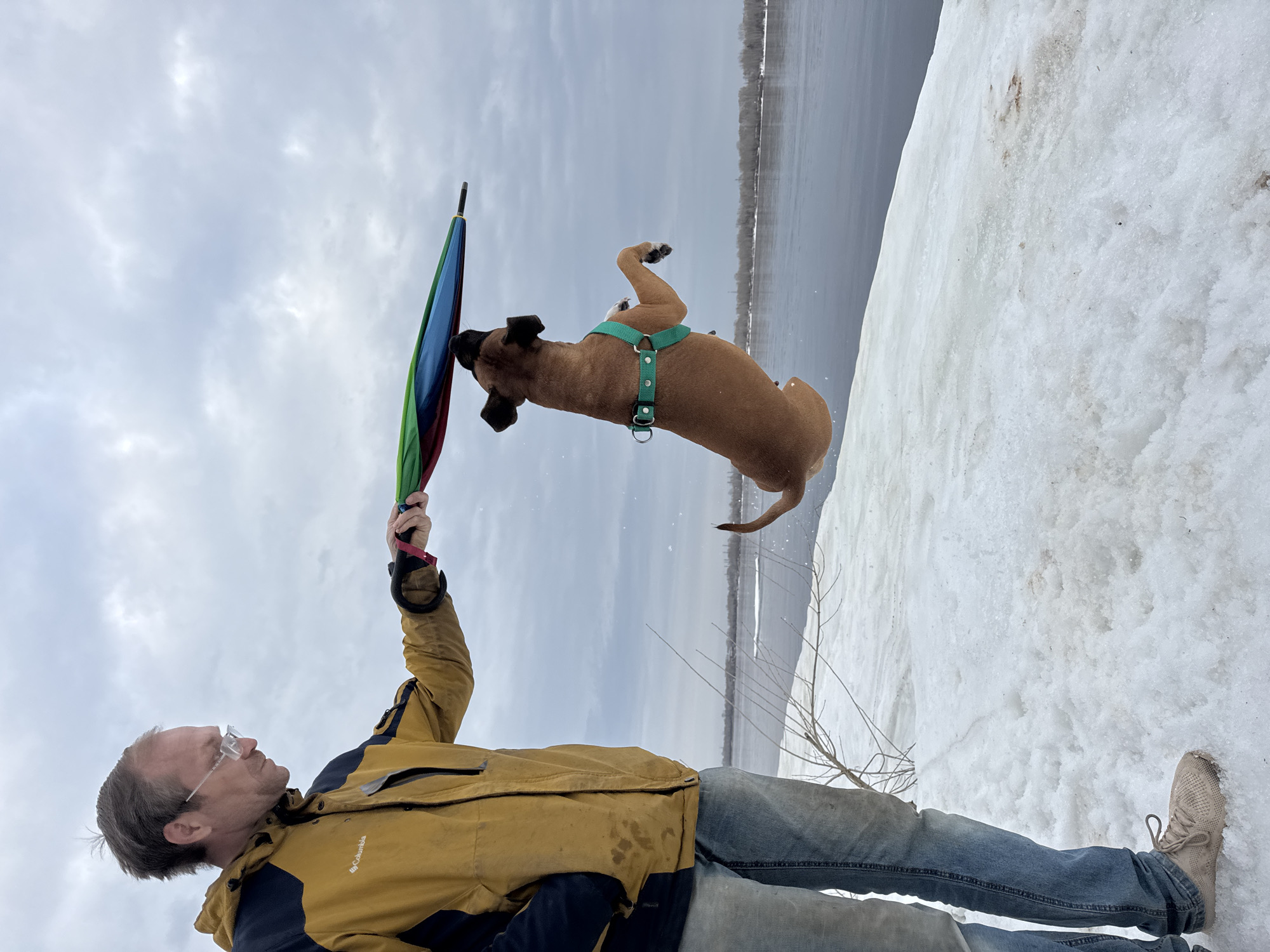 A medium shot features a man and a dog outdoors. The man is fair-skinned with graying hair and glasses, wearing a yellow jacket with navy blue accents and blue jeans. He holds a closed, colorful umbrella above his head. A brown dog with a green harness is captured mid-jump near the man and a snow-covered bank. In the background is a body of water, presumably the Kama River and beyond that, the far shore, likely in the city of Chaikovsky, Perm Krai, Russia. The sky overhead is overcast with gray clouds. The ground is covered in snow. The image appears to be rotated 90 degrees counter-clockwise.