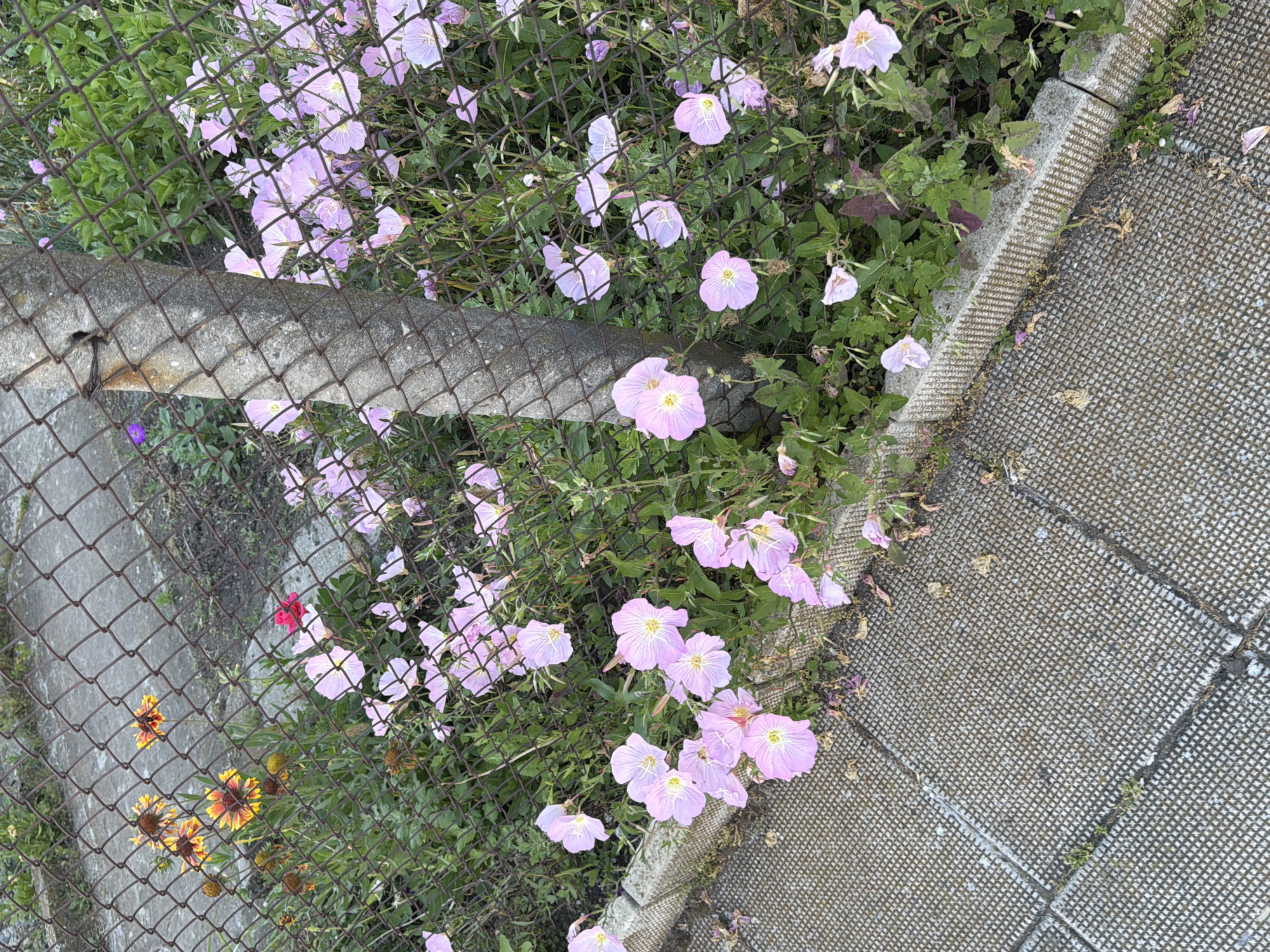 The image depicts a patch of pink evening primrose flowers growing behind a chain-link fence in Burgas, Bulgaria. The flowers are clustered together, with some in full bloom and others just beginning to open. The fence is old and rusted, with a concrete post supporting it. The ground behind the fence is covered in green foliage and some dry leaves. To the left of the fence, a concrete walkway with a textured surface is visible. In the upper left corner, a few yellow and orange daisy-like flowers are also present. The lighting suggests it is daytime.