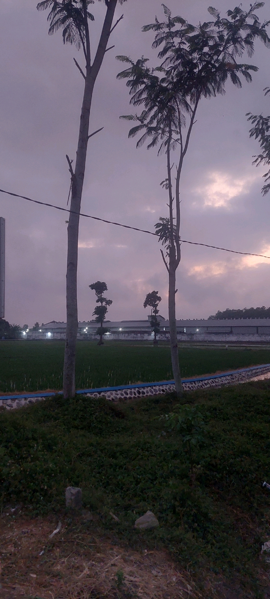 The image depicts a scene with two prominent trees in the foreground, silhouetted against a dusky sky. A power line stretches horizontally between the trees. In the mid-ground, a rice paddy field is visible, bordered by a low wall constructed of stones and blue trim. Behind the rice paddy, a long, low-rise building with numerous illuminated windows stretches across the landscape. Several smaller trees are scattered in front of the building. The foreground also shows an area of dry grass and some scattered rocks. The overall lighting suggests it is either dawn or dusk. The location is identified as Jogoyudan, Indonesia.