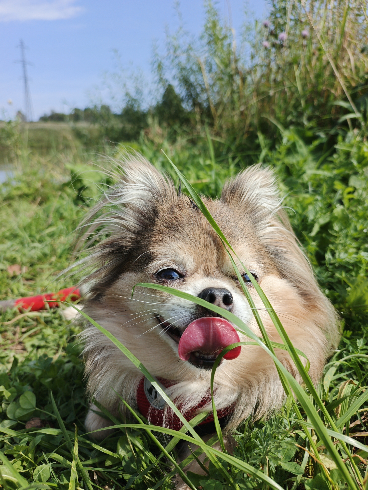 A tan and white long-haired chihuahua, wearing a red harness, lies in lush green grass in Urtiushka, Russia. The dog's tongue is sticking out and curled to the right. Its blue eyes are open and looking towards the viewer. In the background, there is a body of water, tall grass, and a distant power line tower under a clear blue sky. The overall scene is one of a dog enjoying the outdoors on a sunny day.