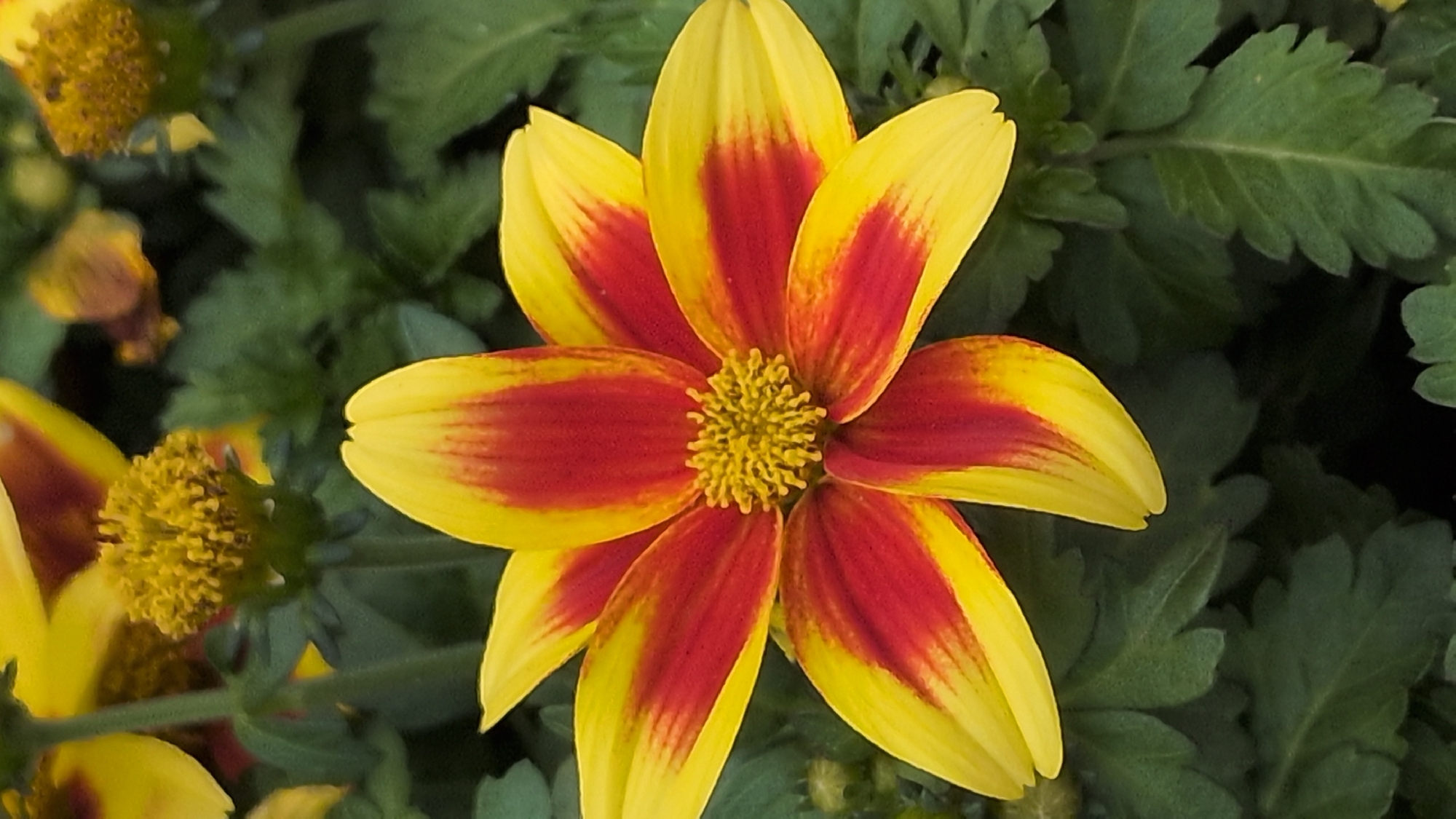 A close-up, eye-level, vertical shot shows a blooming yellow and red flower with dark green foliage in the background. The flower's petals are elongated and pointed, with a gradient of yellow at the tips transitioning to a deep red towards the center. The center of the flower is a cluster of tiny yellow florets. The foliage appears to be the leaves of the same plant or nearby plants, with a slightly rough texture and serrated edges. The lighting suggests it is daytime, with soft light illuminating the flower. The image does not provide any information about the city of Kölleda, Germany.