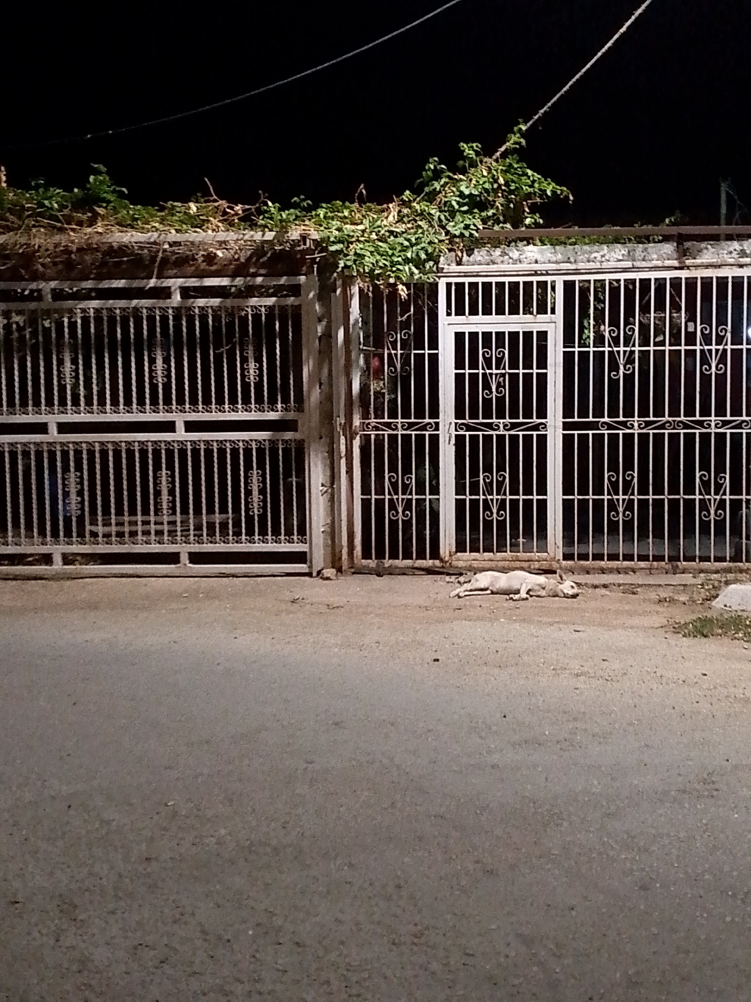 The image shows a section of Juan Griego, Venezuela at night. A metal gate stands at the edge of a paved road. The gate is painted white and is partially covered with vegetation on top. In front of the gate, a light-colored dog is lying down. The environment is dark, illuminated by artificial light.