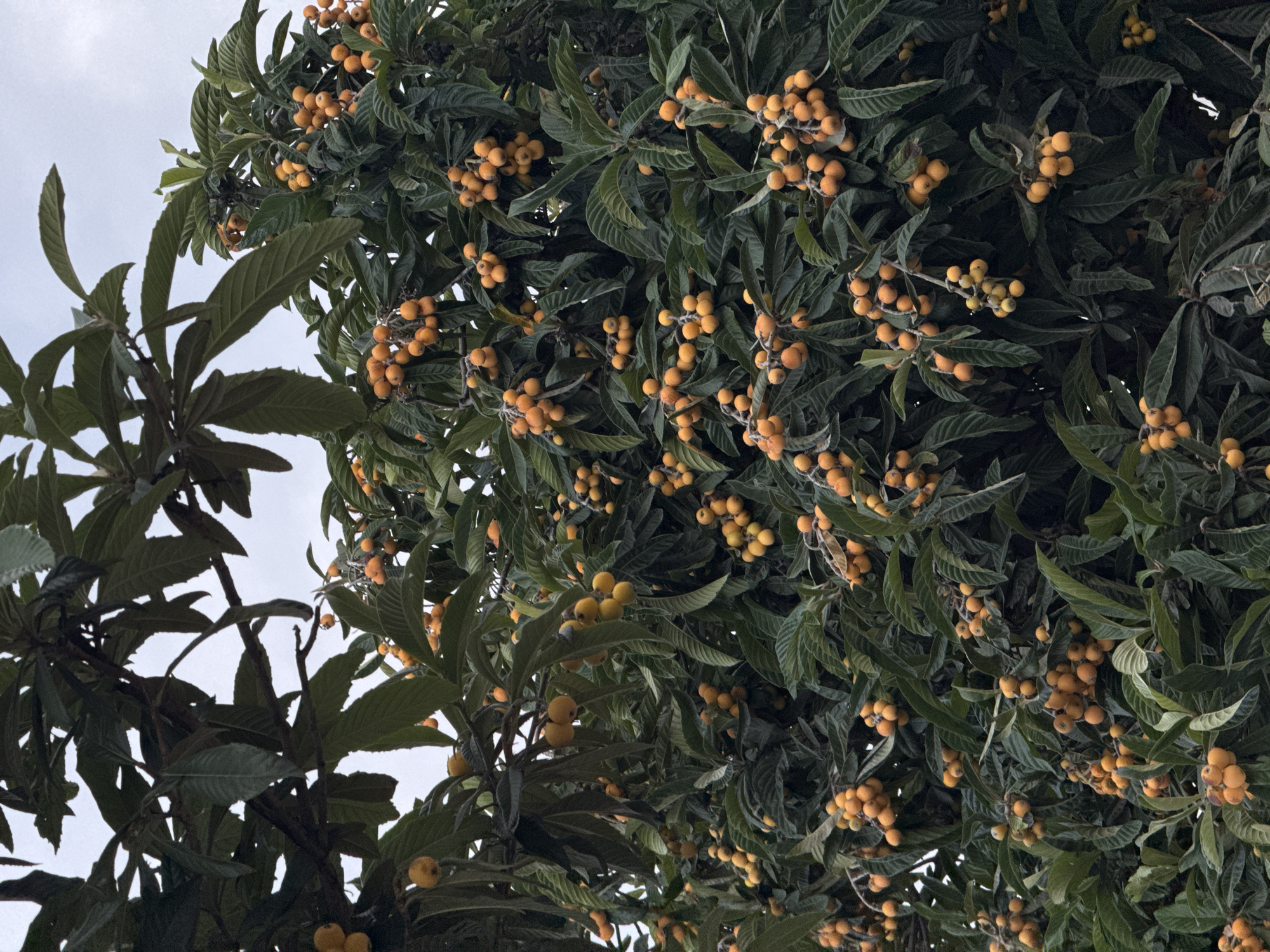 This image shows a close-up view of a loquat tree laden with ripe, yellow-orange fruit. The tree is densely packed with lush green leaves and clusters of fruit, indicating it is likely in season. The background consists of a pale, overcast sky. The specific location in Tbilisi, Georgia, is not discernible from the image itself, as there are no identifiable landmarks or contextual clues. The scene is static and depicts a natural environment.