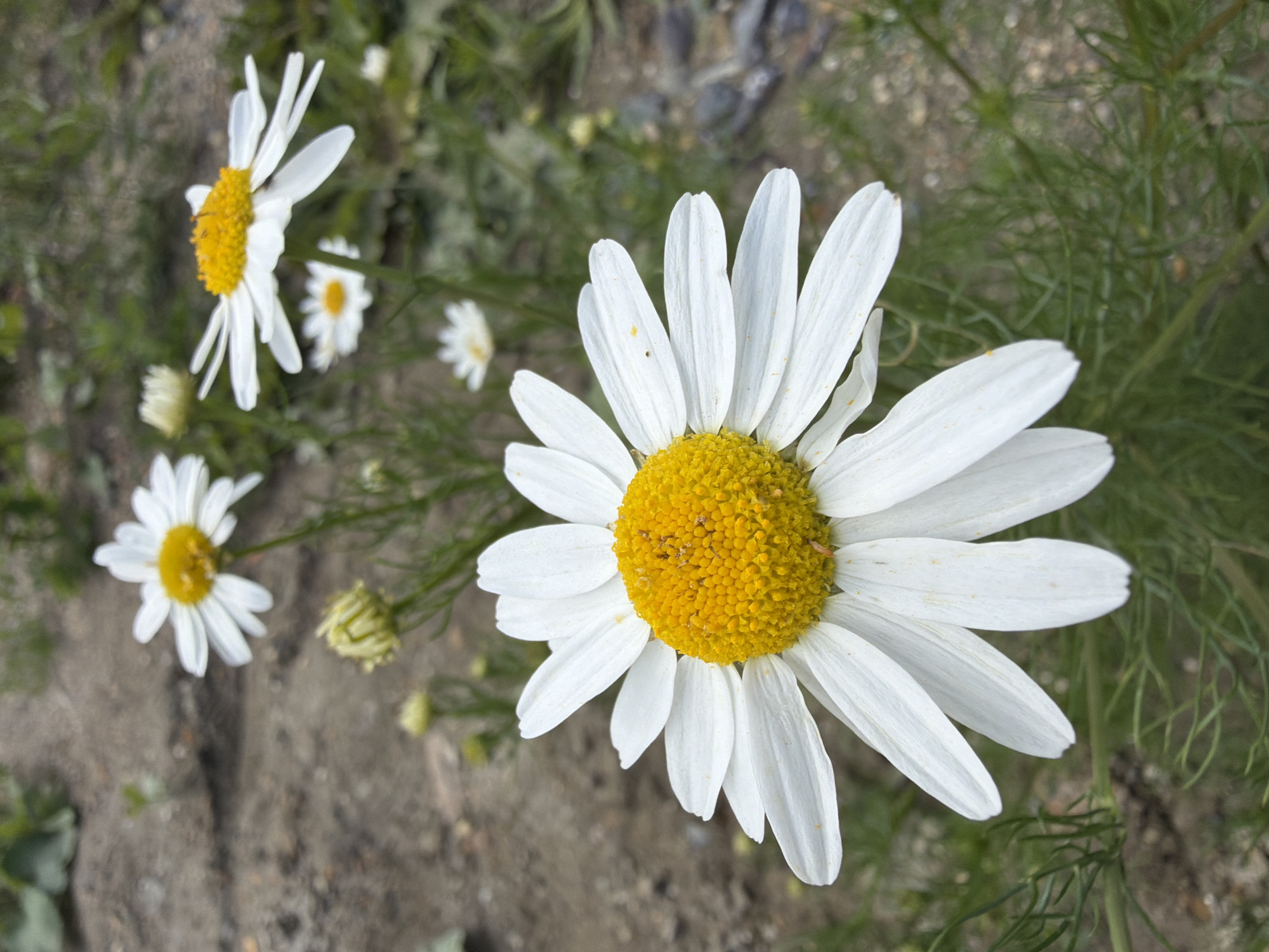 A close-up, eye-level, medium shot captures a cluster of daisies in a garden setting. The focus is on a large daisy in the foreground, its white petals fanning out around a bright yellow center. Several other daisies, some in bloom and others as buds, are scattered throughout the frame, with varying degrees of focus. The ground is a mix of soil and small stones, with green foliage visible in the background. The lighting is natural, suggesting an outdoor daytime scene. The overall impression is one of natural beauty and tranquility. The image does not provide information about the city or specific location.