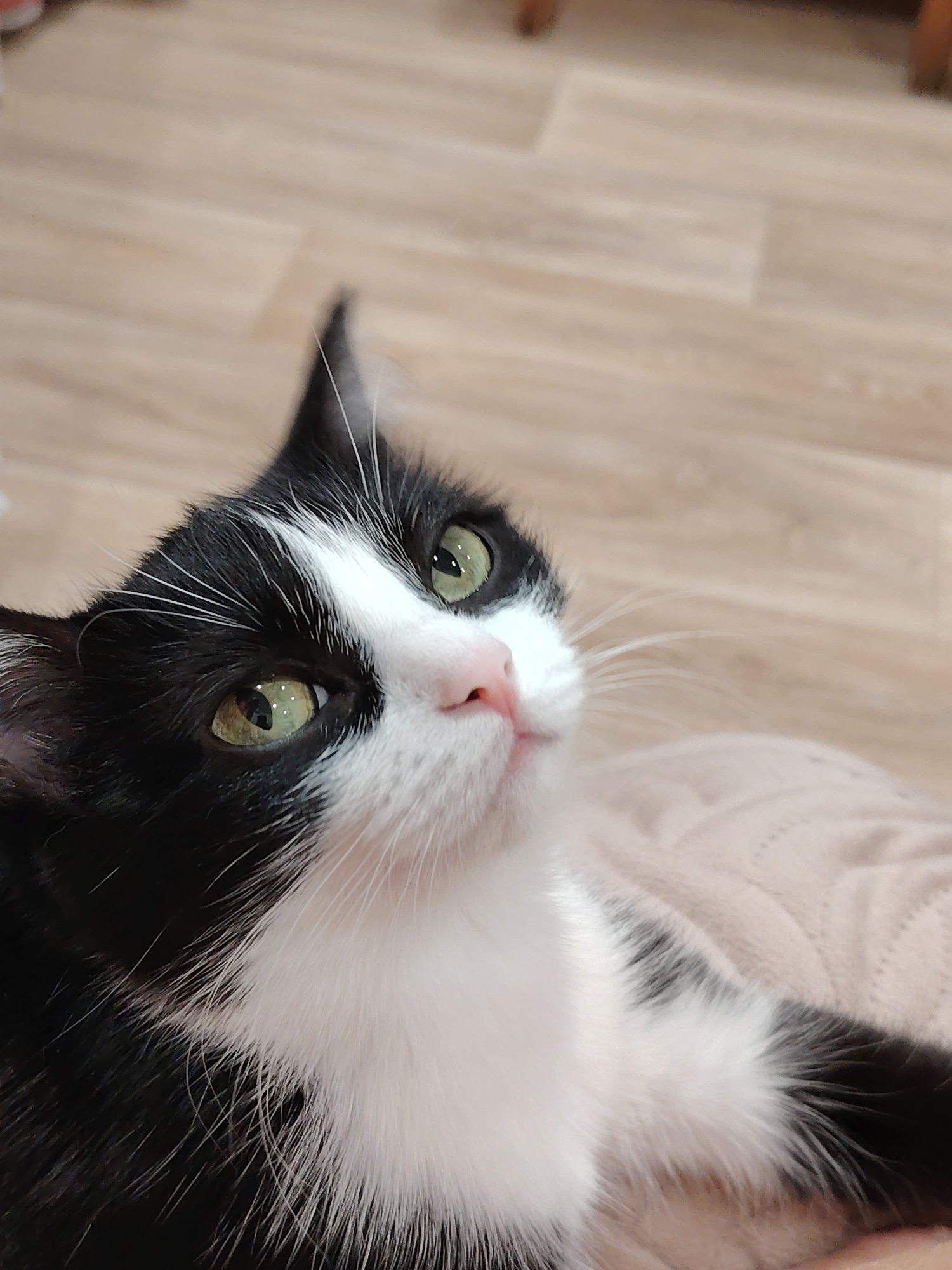 A close-up shot captures a black and white cat with green eyes, gazing upwards. The cat's fur is primarily black, with white markings on its face, chest, and paws. It rests on a light pink surface, possibly a blanket or a person's lap. The background consists of a light-colored wooden floor.