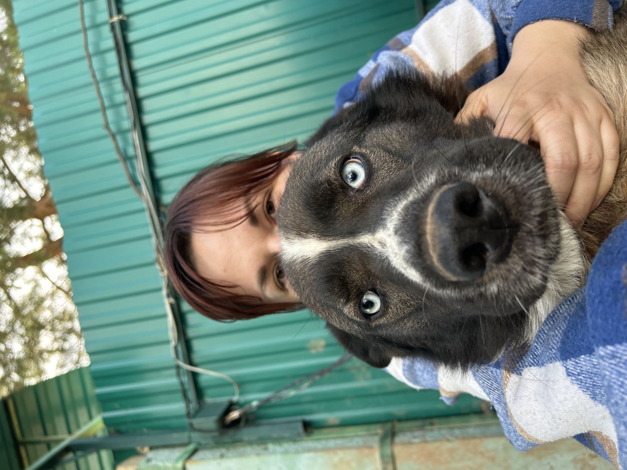 The image presents a rotated close-up portrait of a person and a dog in an outdoor setting in Foky, Russia. The dog, positioned prominently in the foreground, is the central subject, looking directly at the camera with striking, light blue eyes. It has black fur with distinct white markings on its face, including a stripe between its eyes, and a dark, wet nose.
Behind the dog, a person with reddish-brown hair and brown eyes is visible, partially obscured by the dog's head. Their hands are gently cradling or petting the dog's head, indicating an affectionate interaction. The person is wearing a blue, white, and brown plaid garment, possibly a shirt or blanket.
The background consists primarily of a vivid green corrugated metal wall or fence, suggesting an outdoor structure like a shed. Several wires run vertically along this green surface. To the left of the frame, blurred green foliage and branches of a tree are visible, reinforcing the outdoor, natural environment.
The lighting indicates daytime conditions, with bright, natural light illuminating the subjects and setting. The overall mood of the image is candid and intimate, capturing a moment of connection between the person and the dog. There is no visible text in the image.