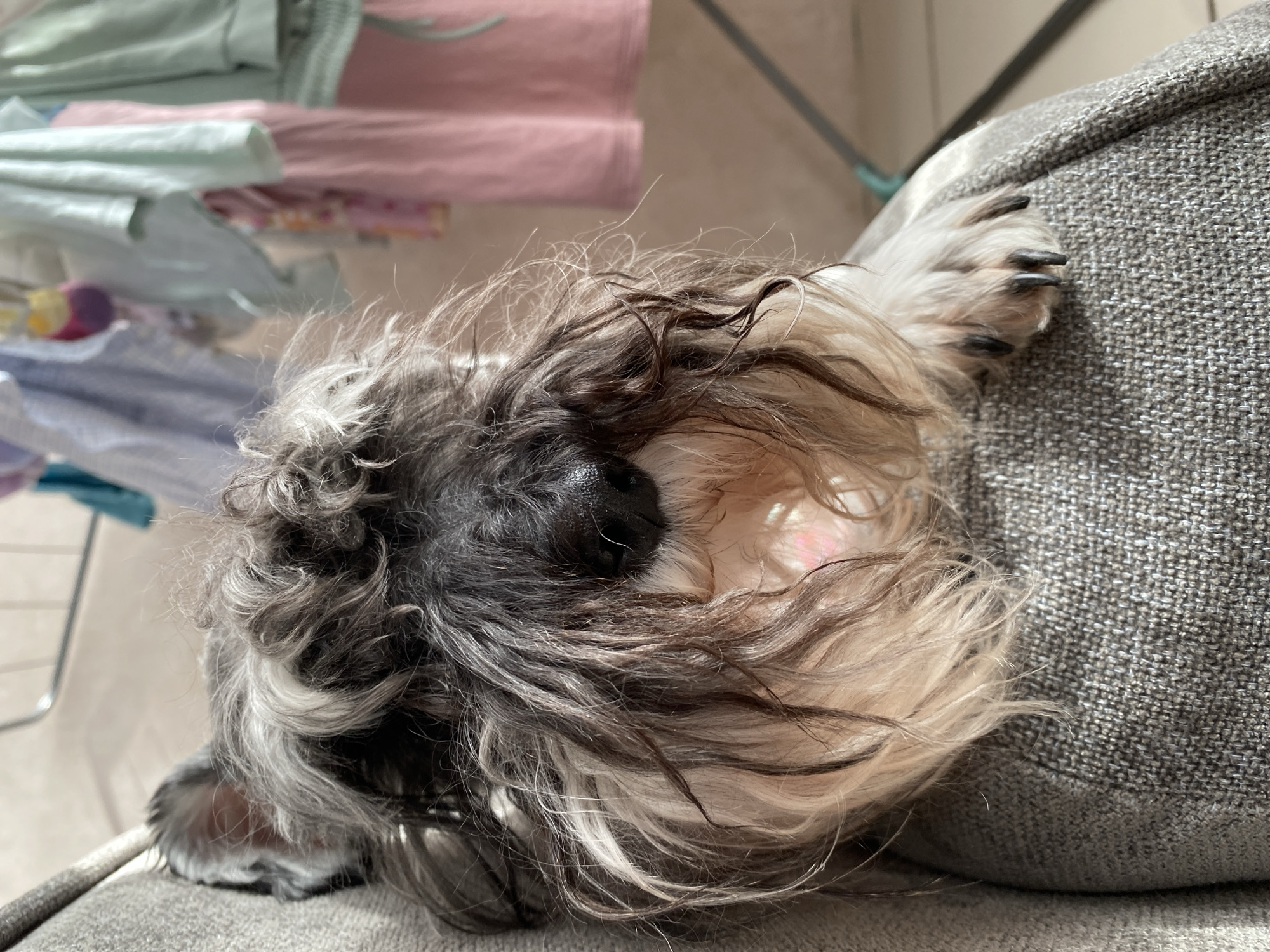 A medium-shot depicts a gray and white Shih Tzu-type dog resting on a gray upholstered surface, possibly a sofa or armchair. The dog's head is turned toward the viewer, with its black nose prominent amidst the surrounding fur. A paw rests on the same gray surface to the right. In the blurred background, clothing items, predominantly in pastel shades of blue and pink, are visible, possibly hung up or folded. The image appears to be taken indoors. No evidence indicates that this image was taken in the city of Chaikovsky, Russia.