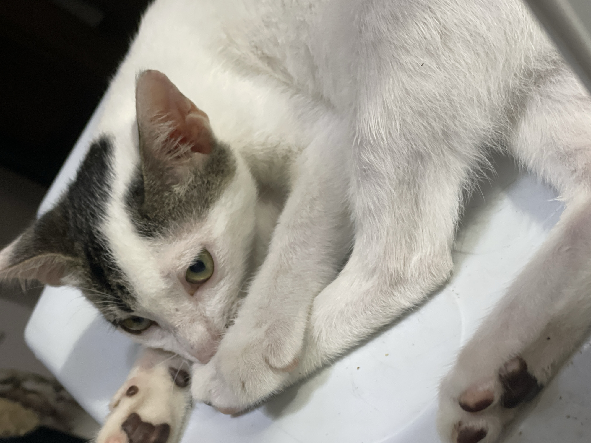A white cat with gray markings on its head and paws rests on a white surface. The cat's paws are visible, with brown spots. The cat has green eyes and a pink nose. The environment is indoors. The location is presumed based on metadata. No people are visible.