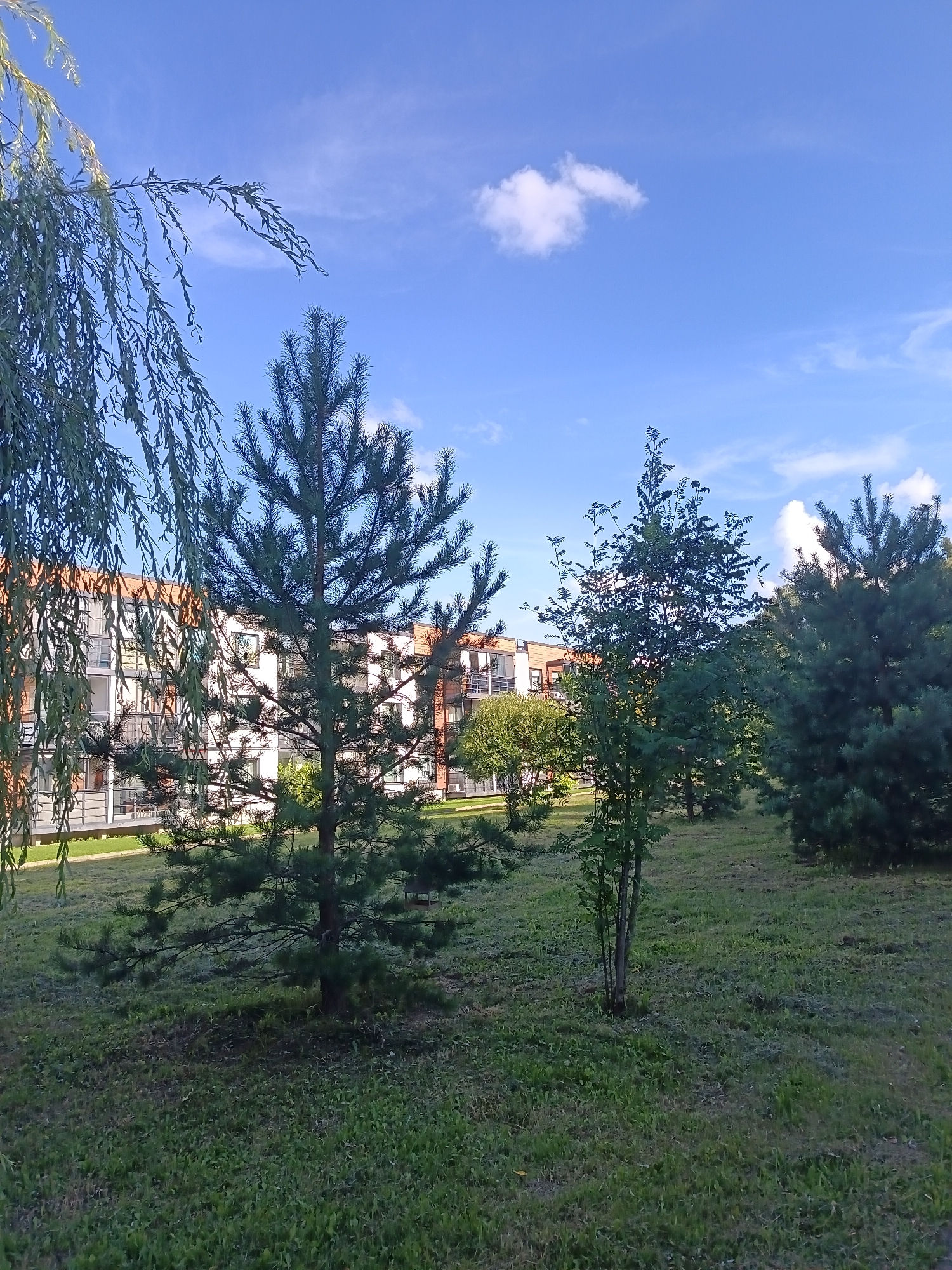The image shows an exterior view of a modern apartment building with a white facade and orange accents, likely located in the city of Sampo Kp (Krasny Posyolok, Russia). The building has multiple floors with balconies and windows. In the foreground, there is a grassy area with several trees, including a young pine tree and a deciduous tree with sparse foliage. A weeping willow tree extends into the frame from the left. The sky is blue with a few white clouds, suggesting it is daytime. The scene appears to be a residential area with landscaping.