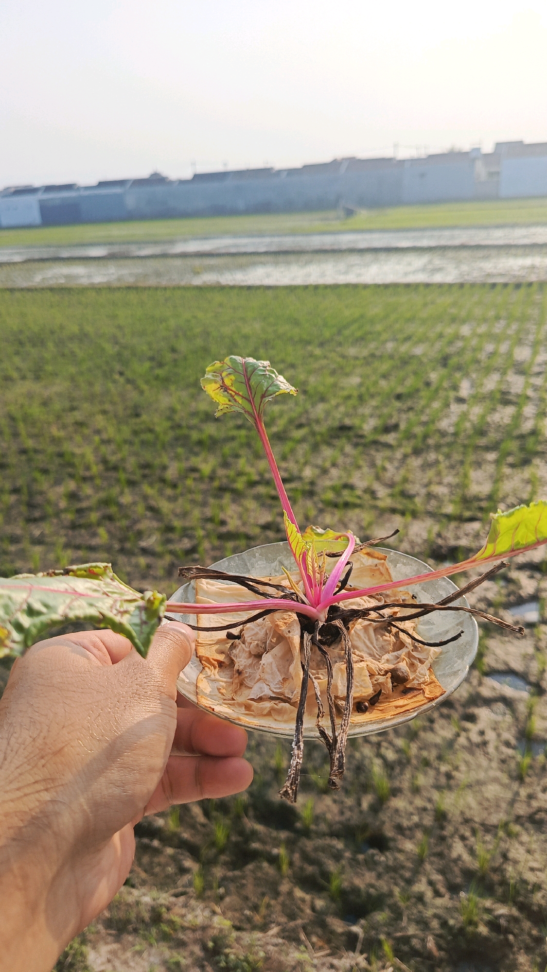 A hand holds a clear glass saucer containing a small plant with vibrant pink stems and green leaves with red veins. The plant's roots are visible, appearing brown and dry. The saucer rests on a surface that is out of focus, but appears to be dirt or soil. In the background, a vast green field stretches towards a hazy horizon, with a line of buildings visible in the distance. The sky is bright and overcast. The location is Babadan, Indonesia.