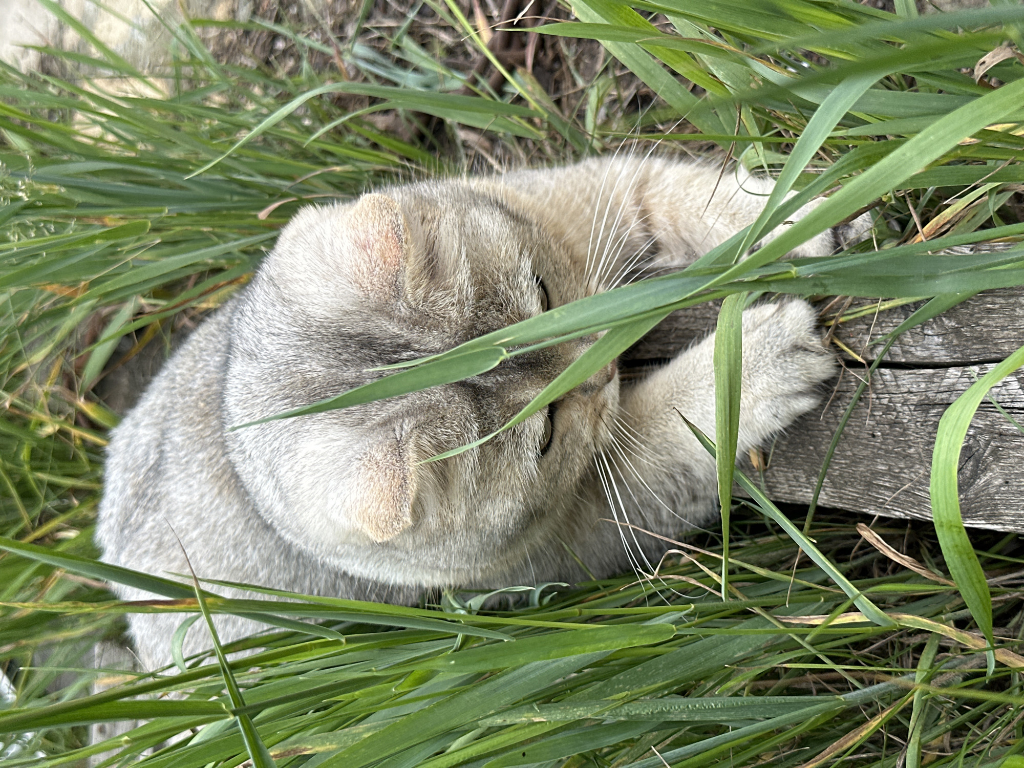 A Scottish Fold cat with light grey fur and folded ears is lying down in tall green grass and on a weathered wooden plank. The cat is positioned in the center of the frame, with its head tilted downwards and partially obscured by blades of grass. Its white whiskers are prominent against its fur, and its paws are extended forward. The background consists of more grass and hints of dirt and dry leaves, suggesting an outdoor, possibly overgrown, setting. The lighting is natural and appears to be overcast or diffused, with soft shadows.