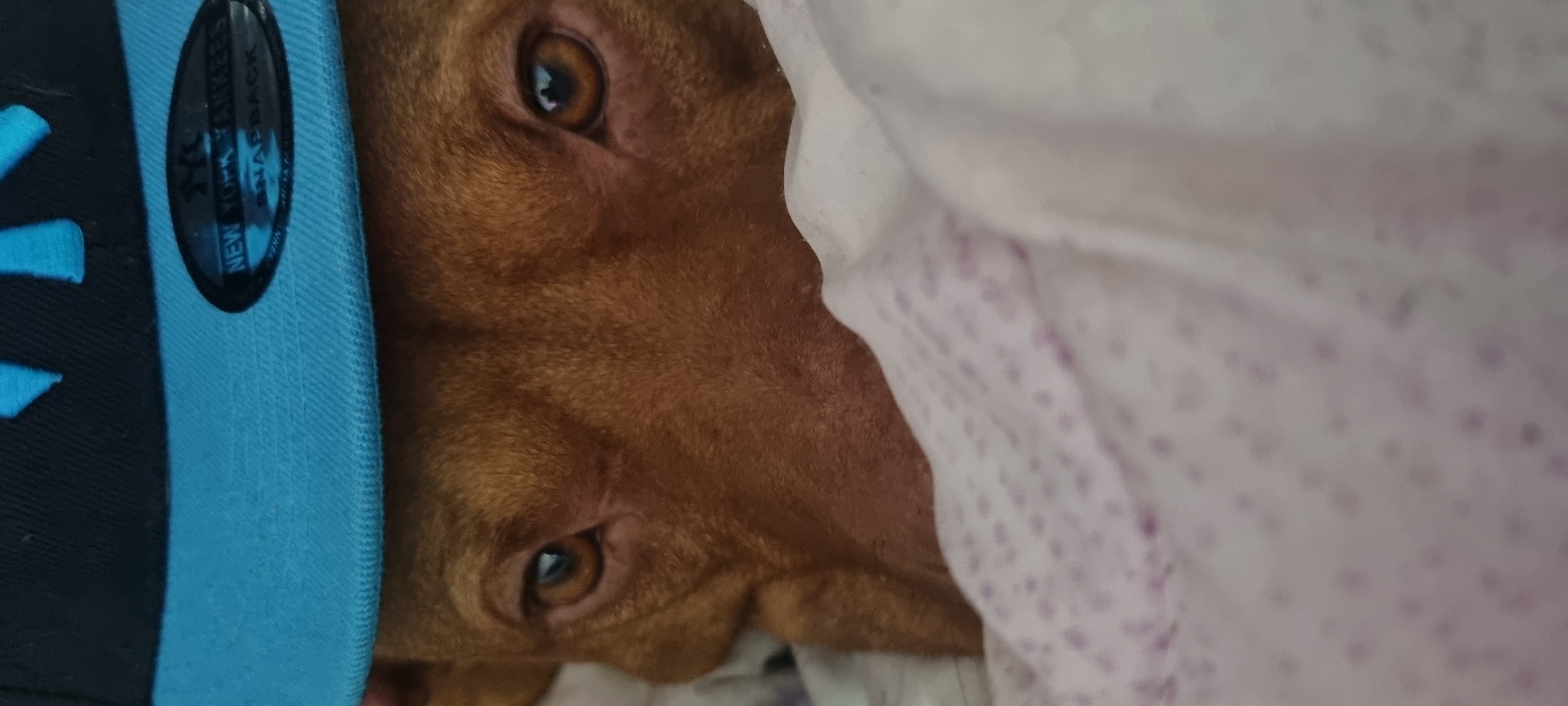 A close-up, vertically oriented image shows a reddish-brown dog's face partially covered by a light blue and black baseball cap on the left and a white blanket with scattered purple patterns on the right. The dog has prominent, warm brown eyes, one fully visible and the other partially obscured. The cap, which appears to be on the dog's head or very close to it, has an oval-shaped sticker visible on its brim. The sticker clearly displays the text "NEW YORK YANKEES" and "SNAPBACK," along with the "NY" logo. The brand "NEW ERA" is also visible on the sticker in a circular arrangement. The dog's expression appears calm or curious, with its gaze directed towards the viewer. The setting is indoors, suggested by the presence of a blanket.