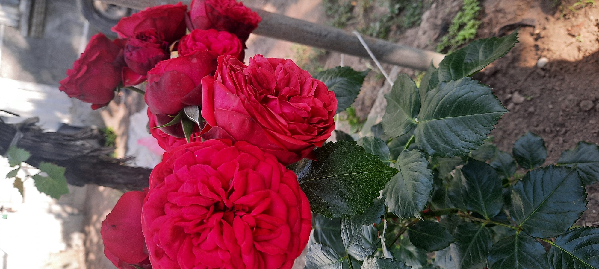 In Broska, Ukraine, a cluster of vibrant red roses is captured in bloom. The roses, with their full, layered petals, are the primary focus. Some are fully open, showcasing intricate formations, while others appear to be in earlier stages of blooming. Dark green leaves with serrated edges form a lush backdrop for the flowers. The roses are growing on a plant with a visible stem and branches, some of which are supported by a wooden post with a white string tied around it. In the background, a thick, gnarled vine is intertwined with what appears to be a wooden support structure. The ground is covered in dark soil, with scattered small stones and patches of green vegetation visible. The lighting suggests it is daytime, with shadows indicating the sun's position. The overall scene is one of natural beauty, possibly in a garden setting.