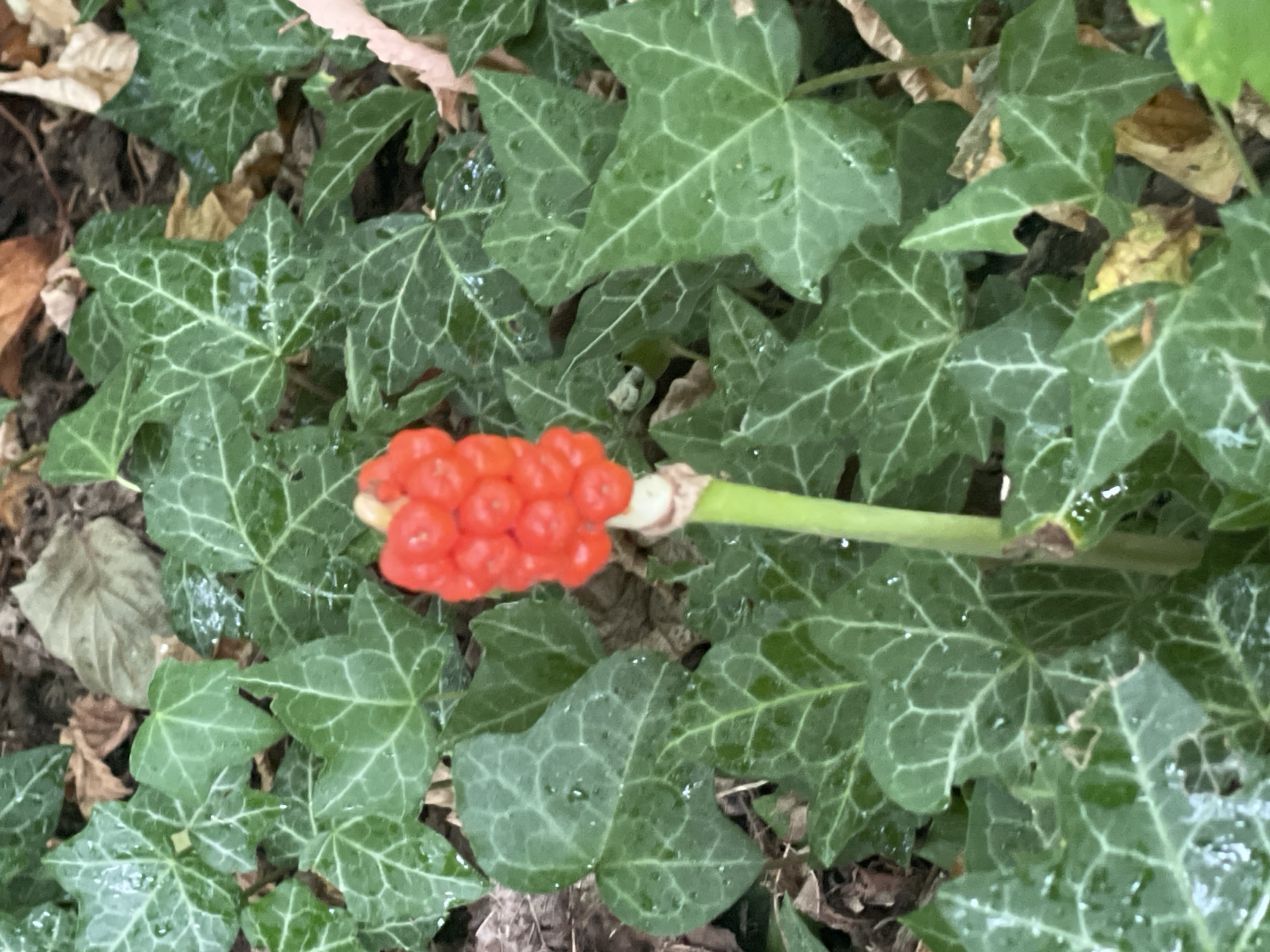 The image shows a close-up view of a cluster of bright red berries atop a green stem, surrounded by lush, dark green ivy leaves. The leaves have prominent lighter green veining and appear slightly damp, with some water droplets visible. Dead leaves and darker soil are visible in the background. The berries are plump and round, clustered together tightly. The scene is one of natural foliage, possibly in a garden or wooded area.
The image is likely from Iserlohn, Germany, a city in North Rhine-Westphalia.